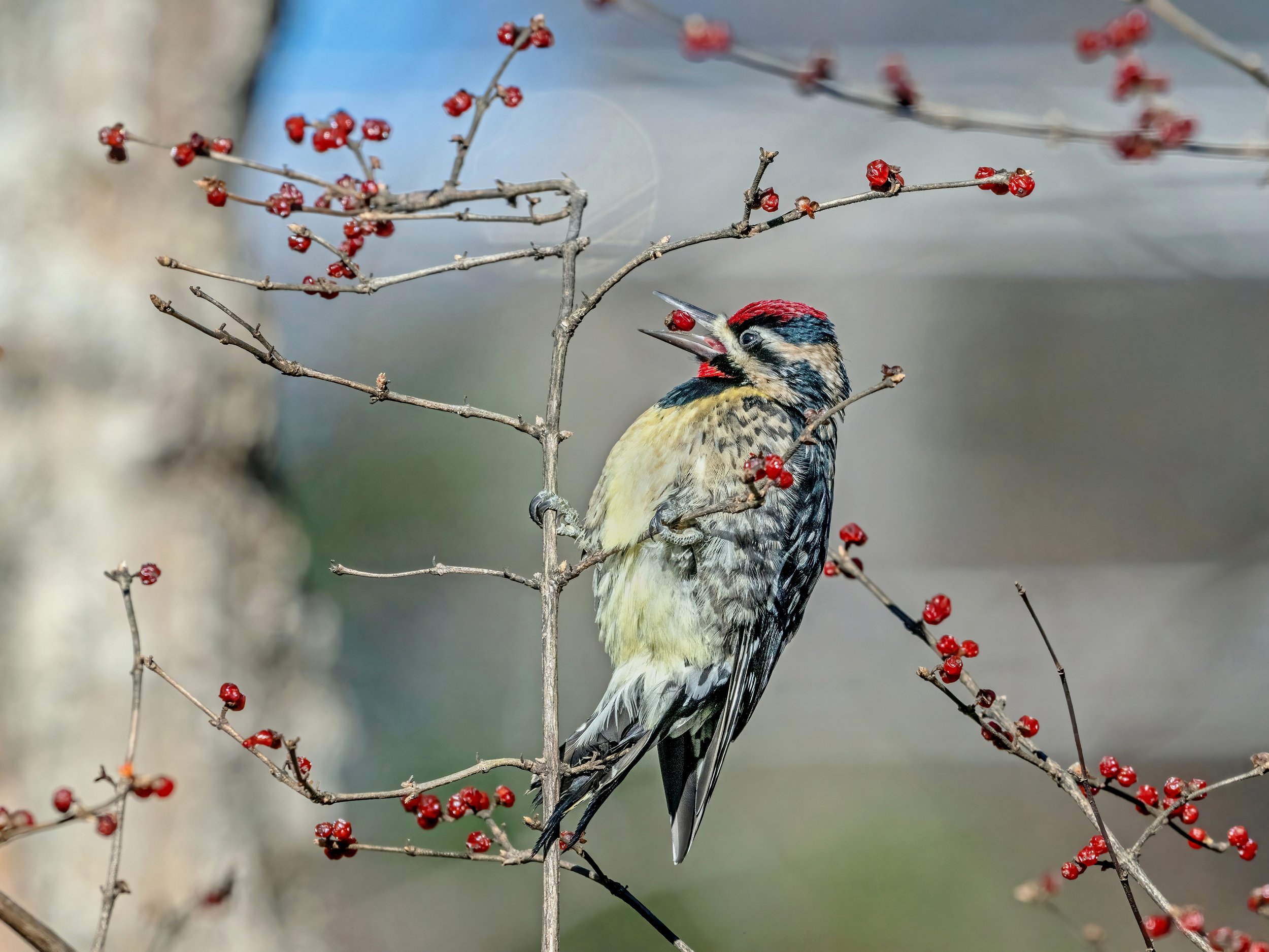 Jim+Easton_Yellow-bellied+Sapsucker+and+honeysuckle.jpg
