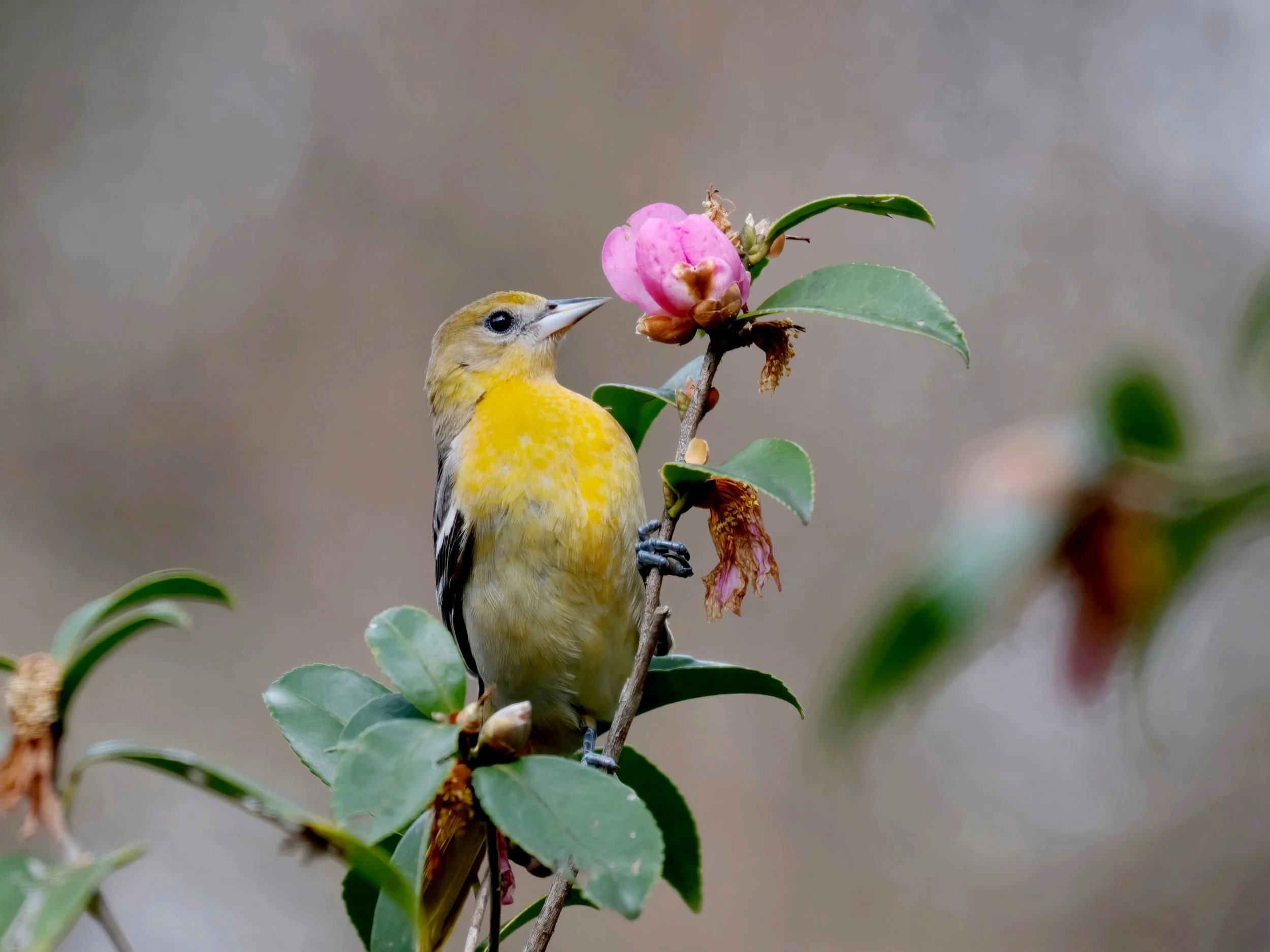 Jim+Easton_Baltimore+Oriole+and+camellia+3.jpg