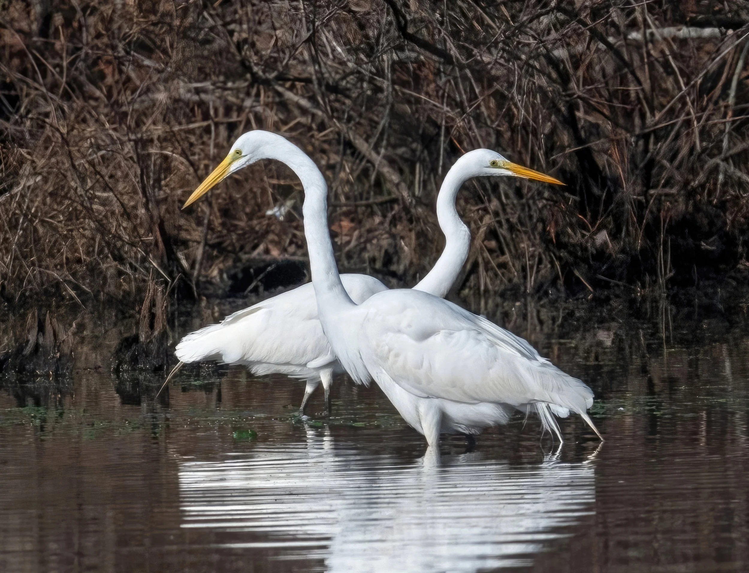 Jim+Easton_Great+Egrets.jpg