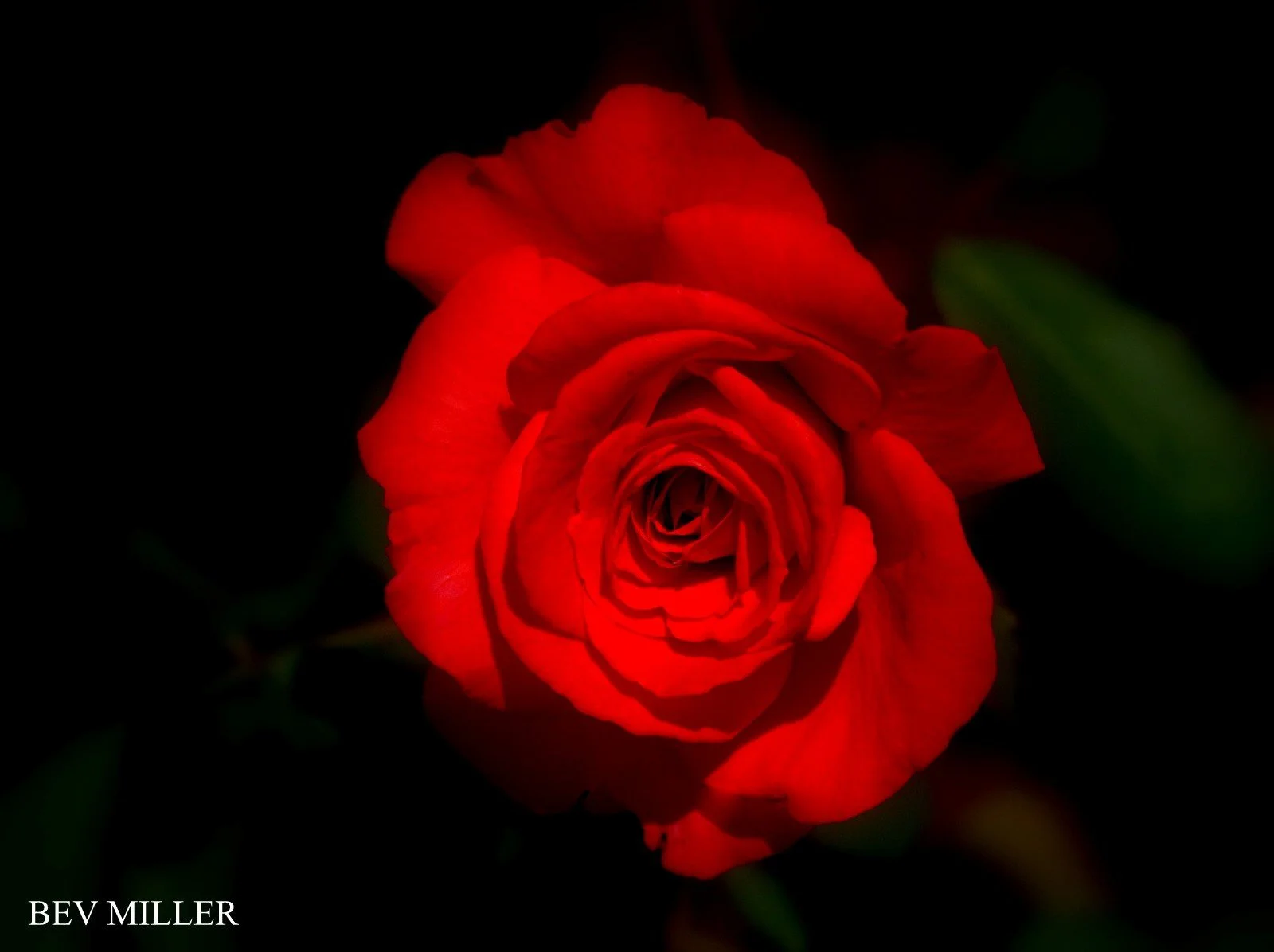 Rose Beverly Miller.jpg