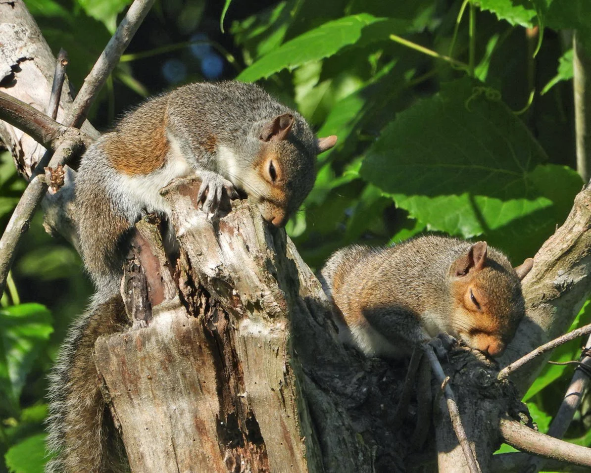 Pixie Hamilton_Wild Contentment.jpg