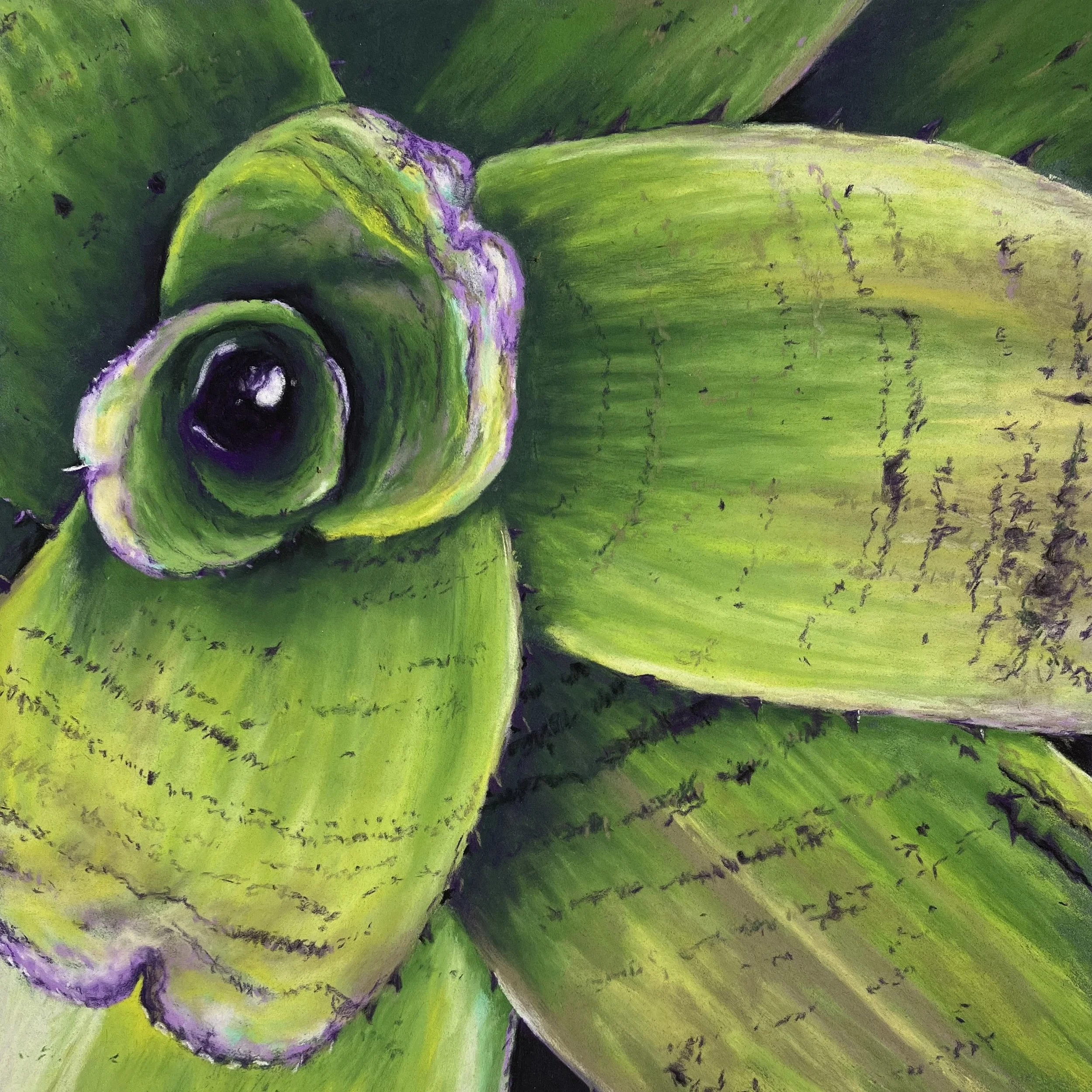 Hello+Bromeliad_LisaHelmstetter_2025 (1).jpg