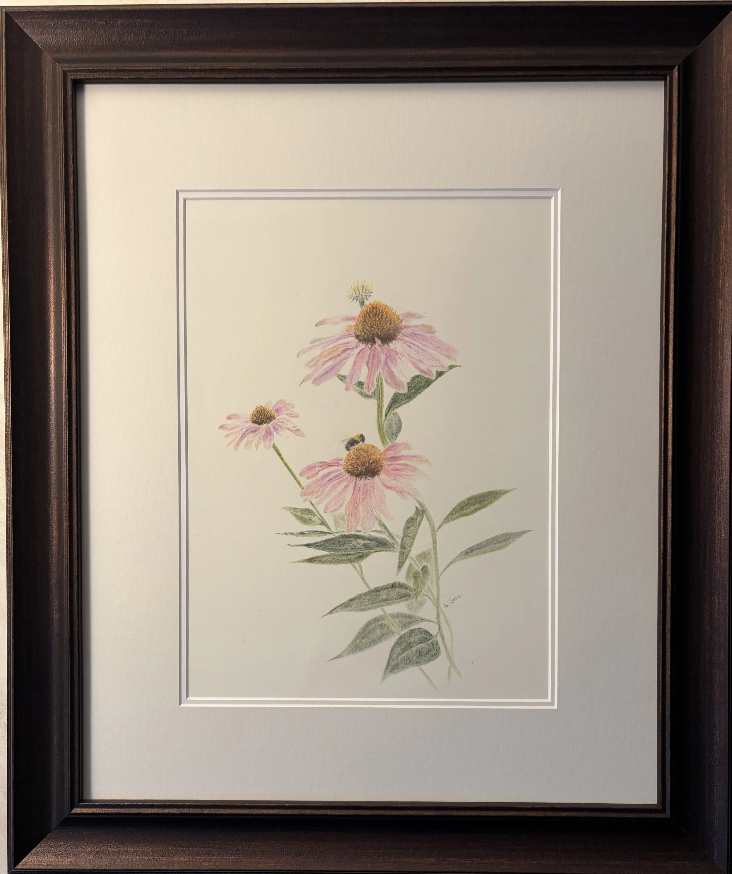 Virginia+Stone_Echinacea (1).jpg