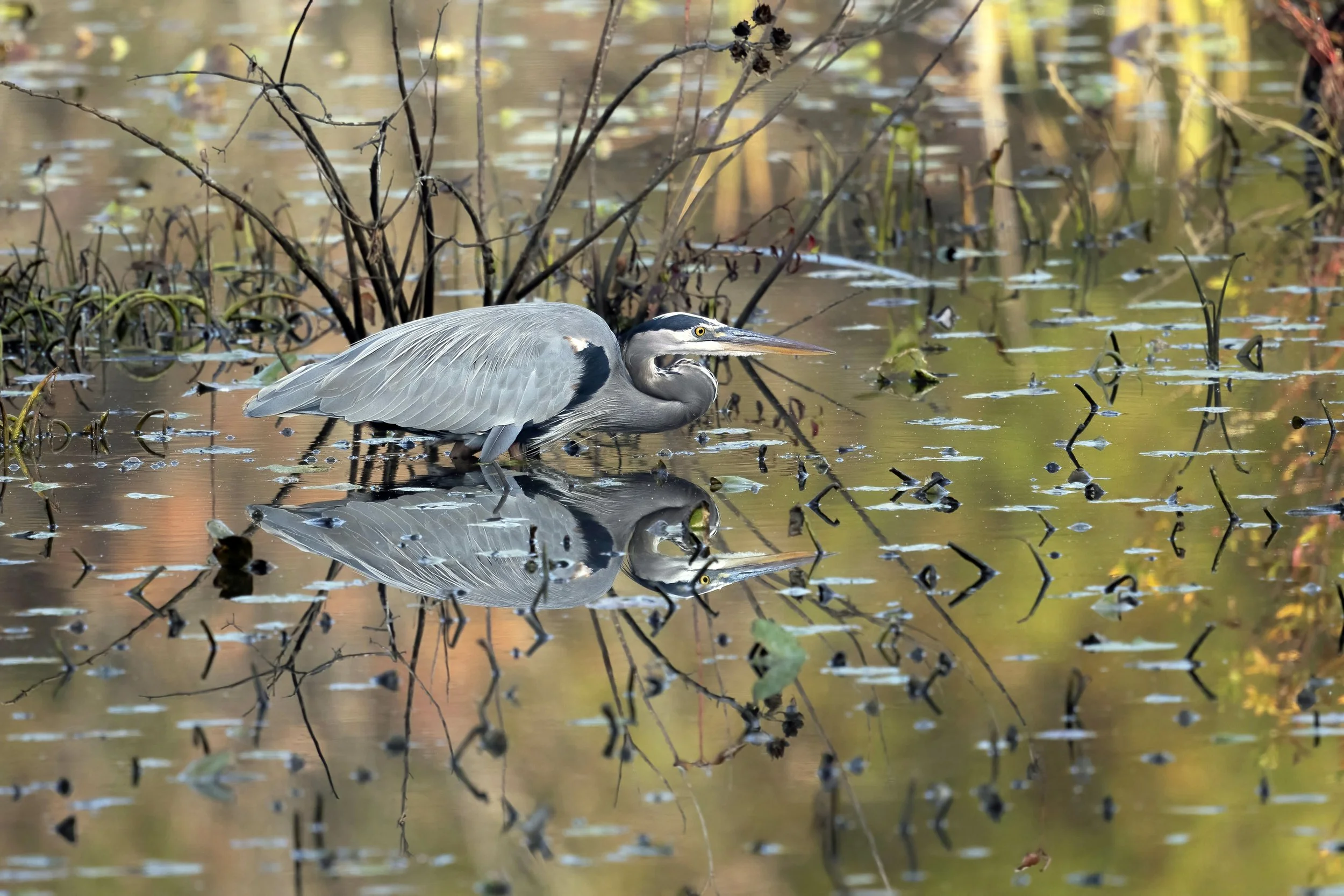 Parks+Rountrey_Reflected+Blue+Heron.jpg