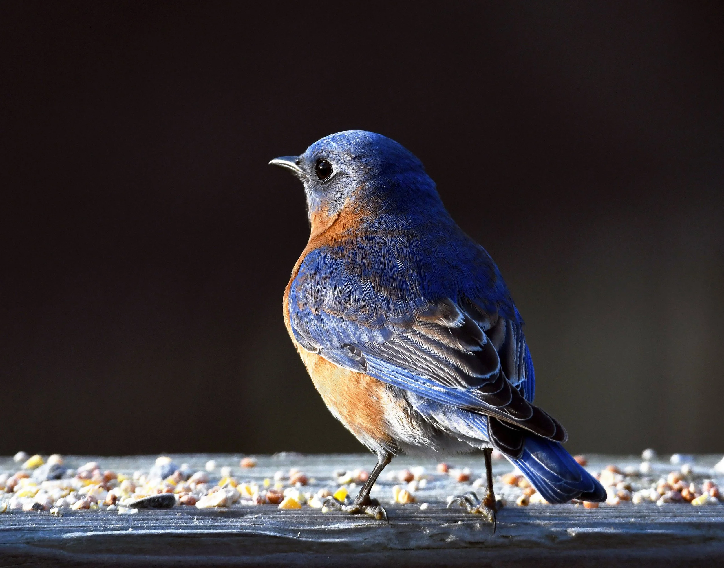 Parks Rountrey-First Light Rise & Shine.jpg