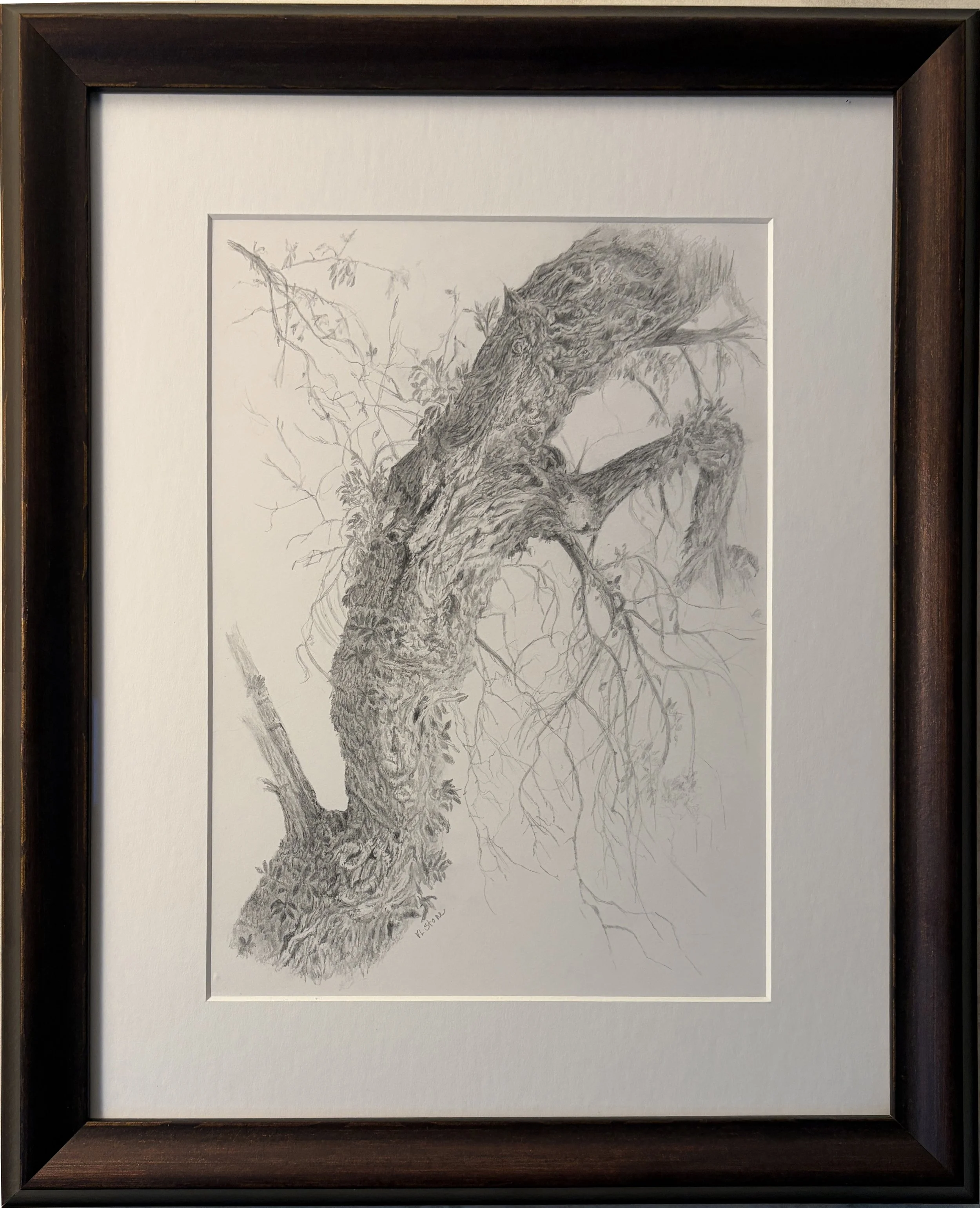 Virginia+Stone_Mexicann+Elder (1).jpg