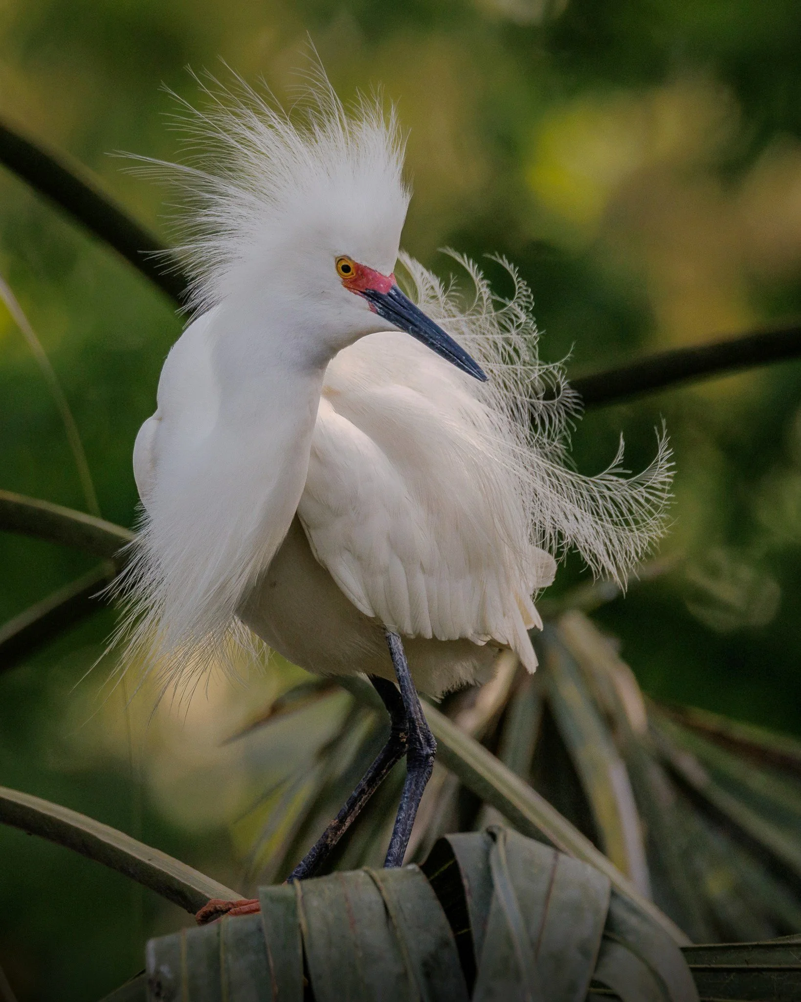 Pat+Davis_Snowy+Egret+in+Spring+Finery.jpg