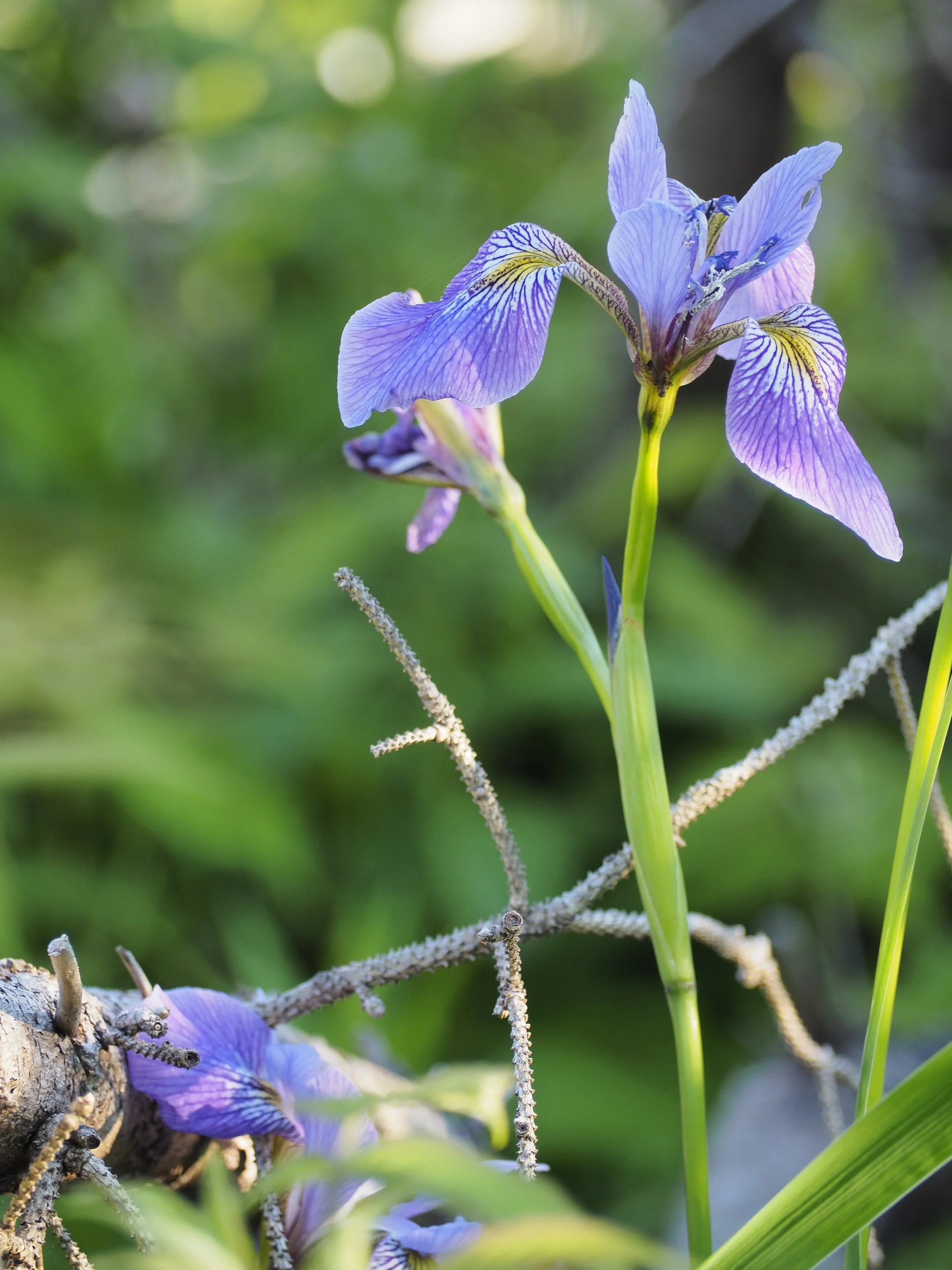A close-up of a purple iris flower blooming among green foliage with a blurred background.