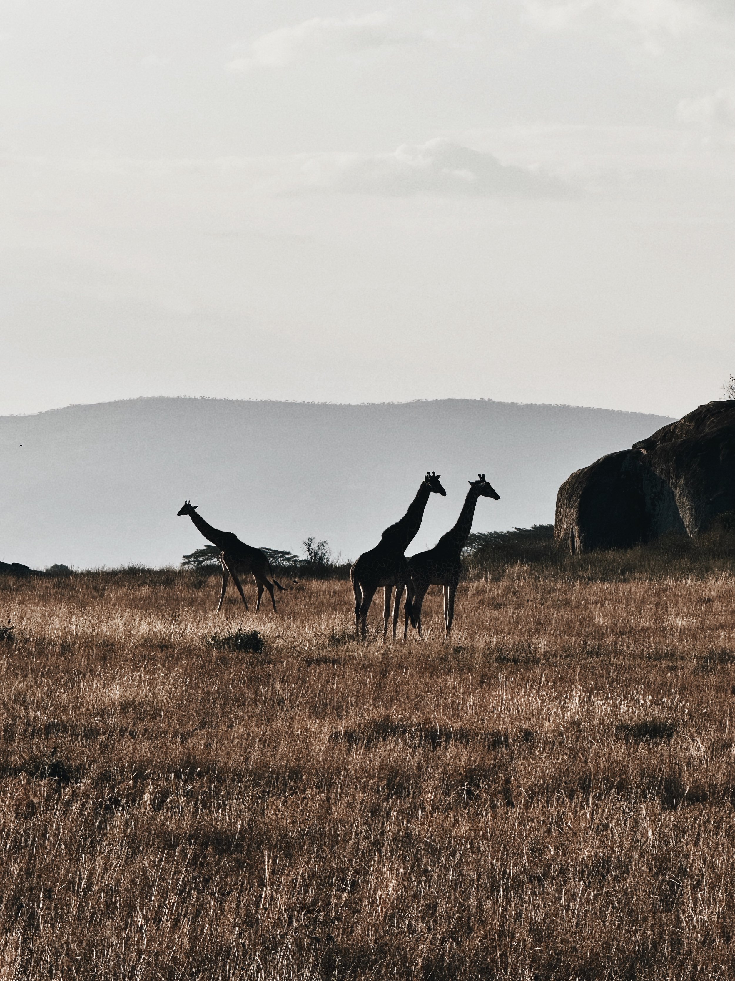 GIRAFF.jpeg