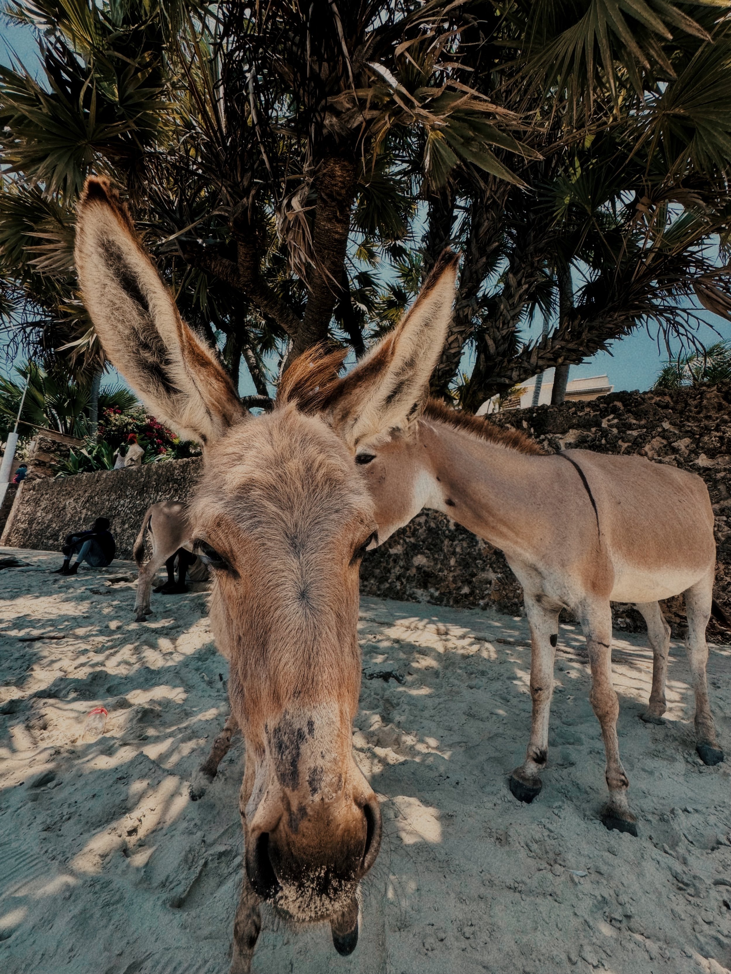 LAMU DONKEYS.jpeg