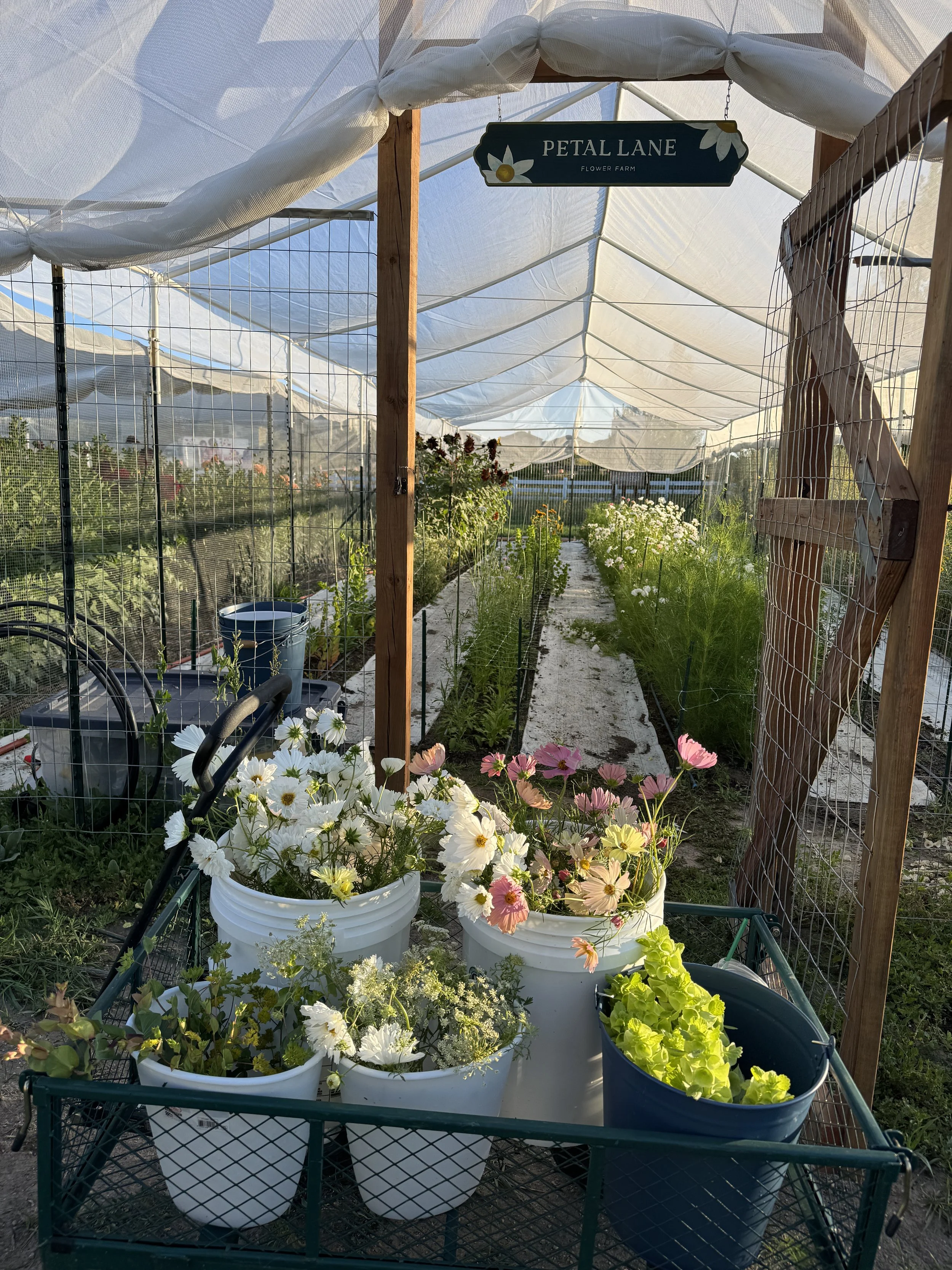 Flower farm Colorado Springs