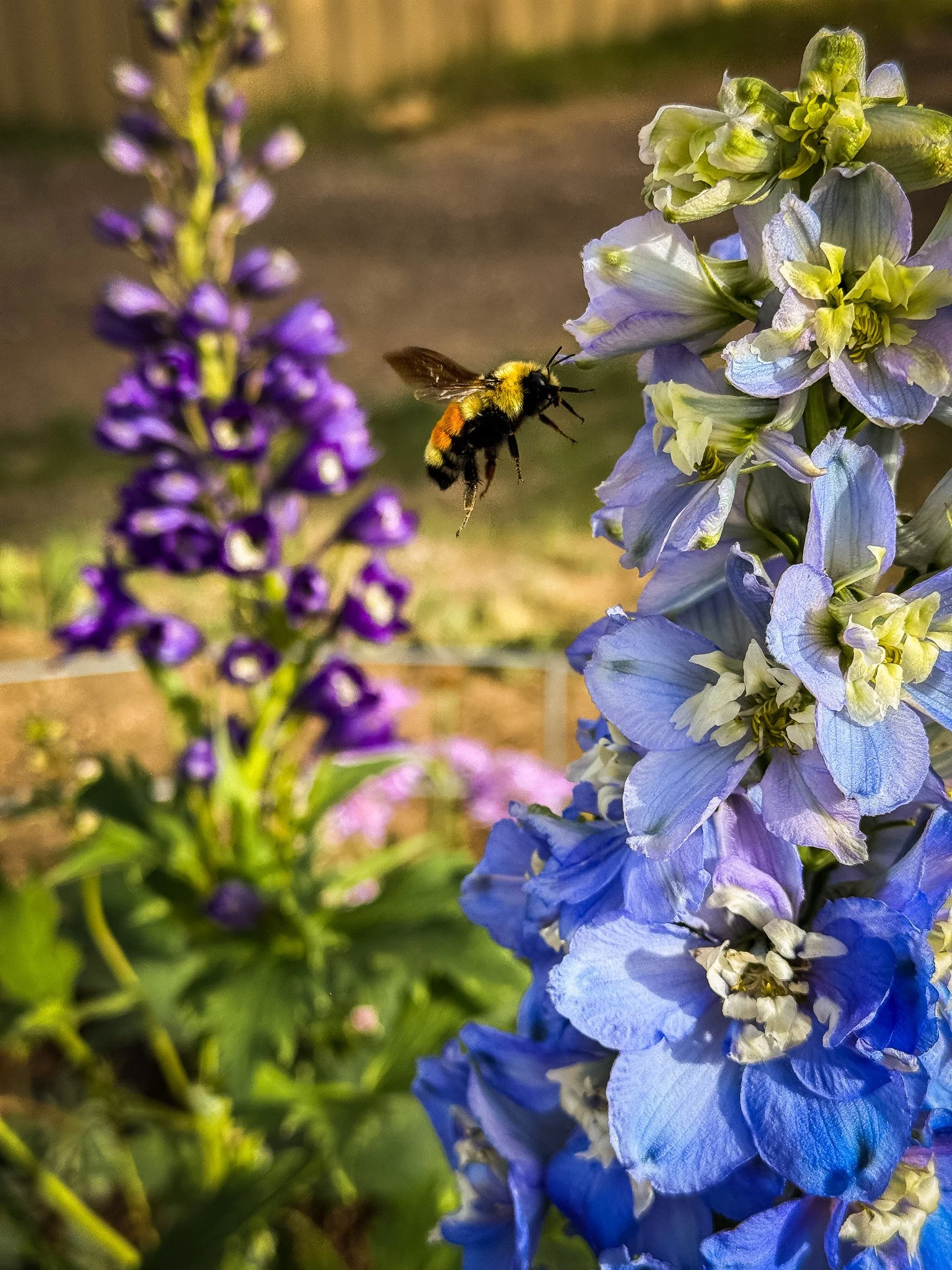 Fresh cut flowers, Colorado Springs