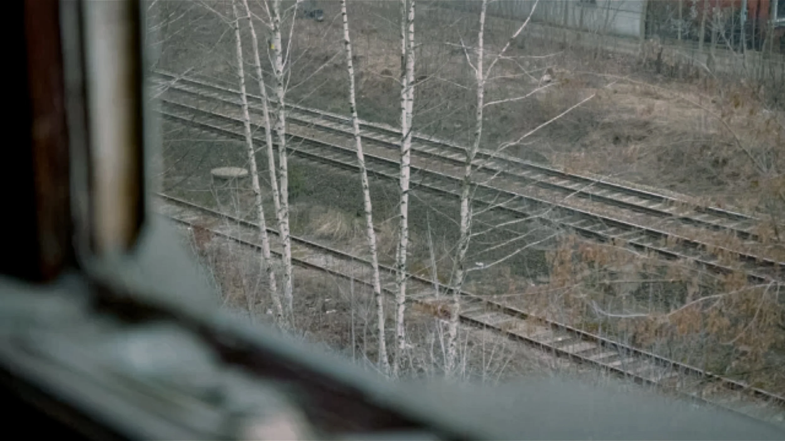 RINDER-19.jpg