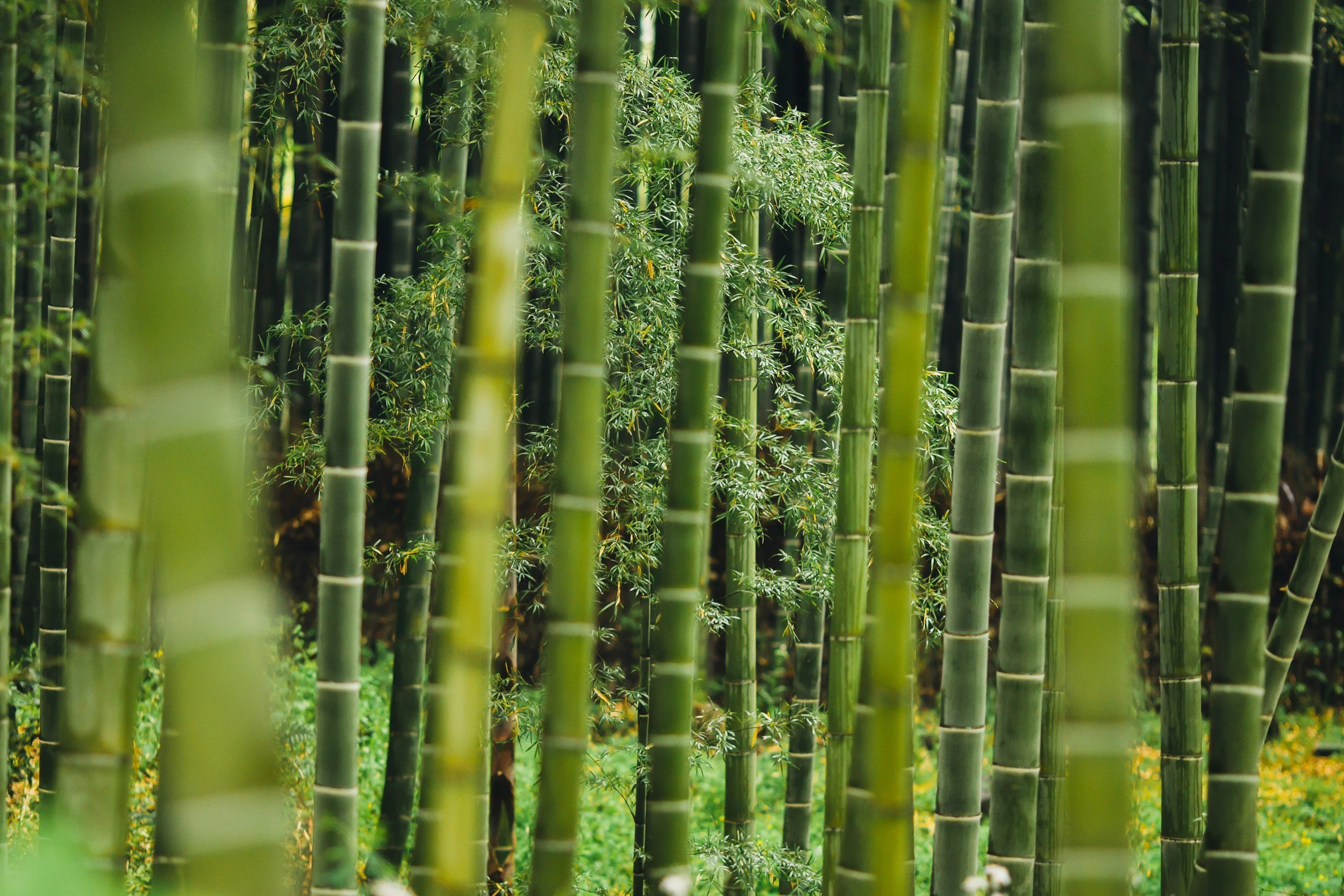 A dense bamboo forest with tall green bamboo stalks and some leafy undergrowth.