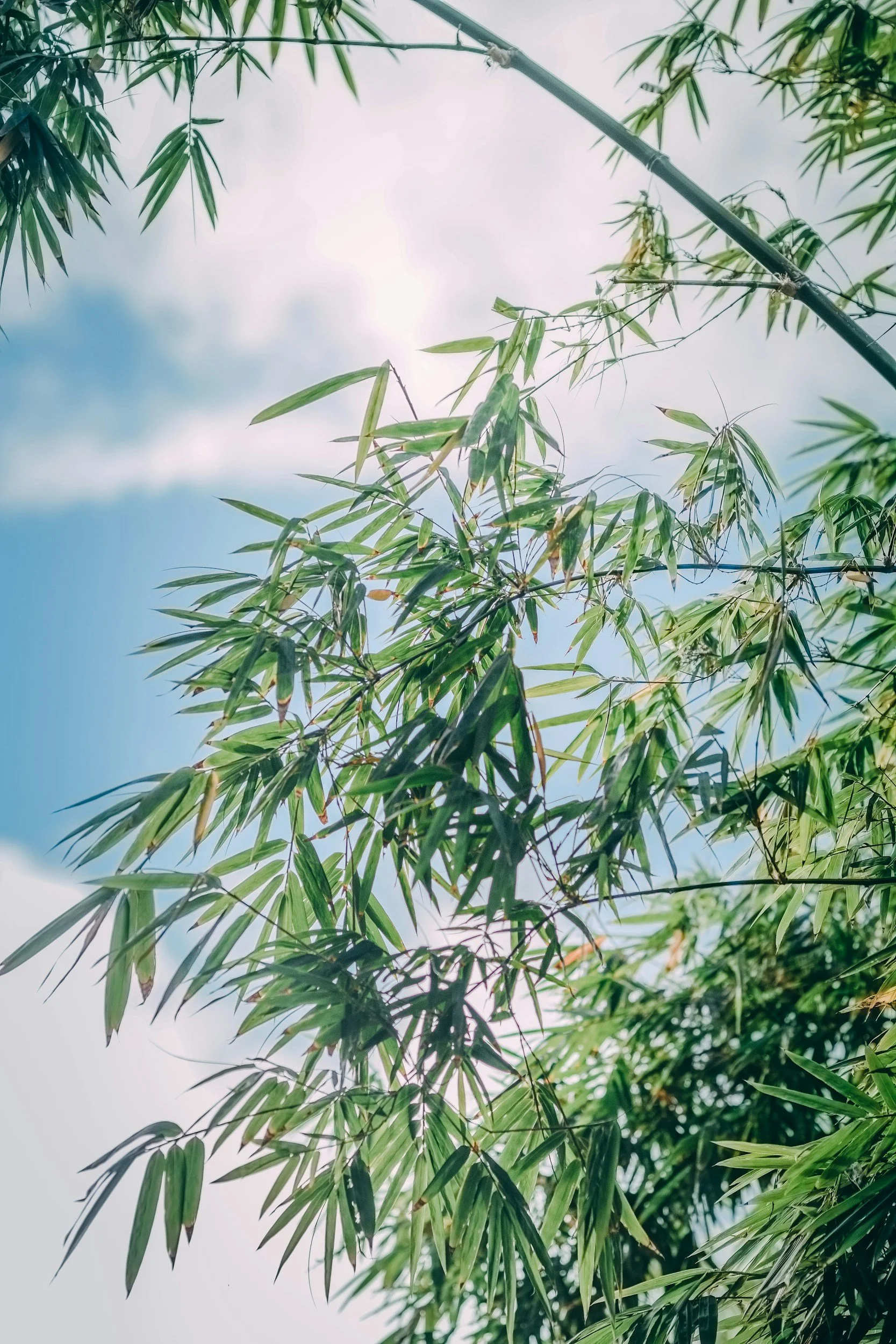 Close-up of green bamboo leaves against a partly cloudy blue sky.