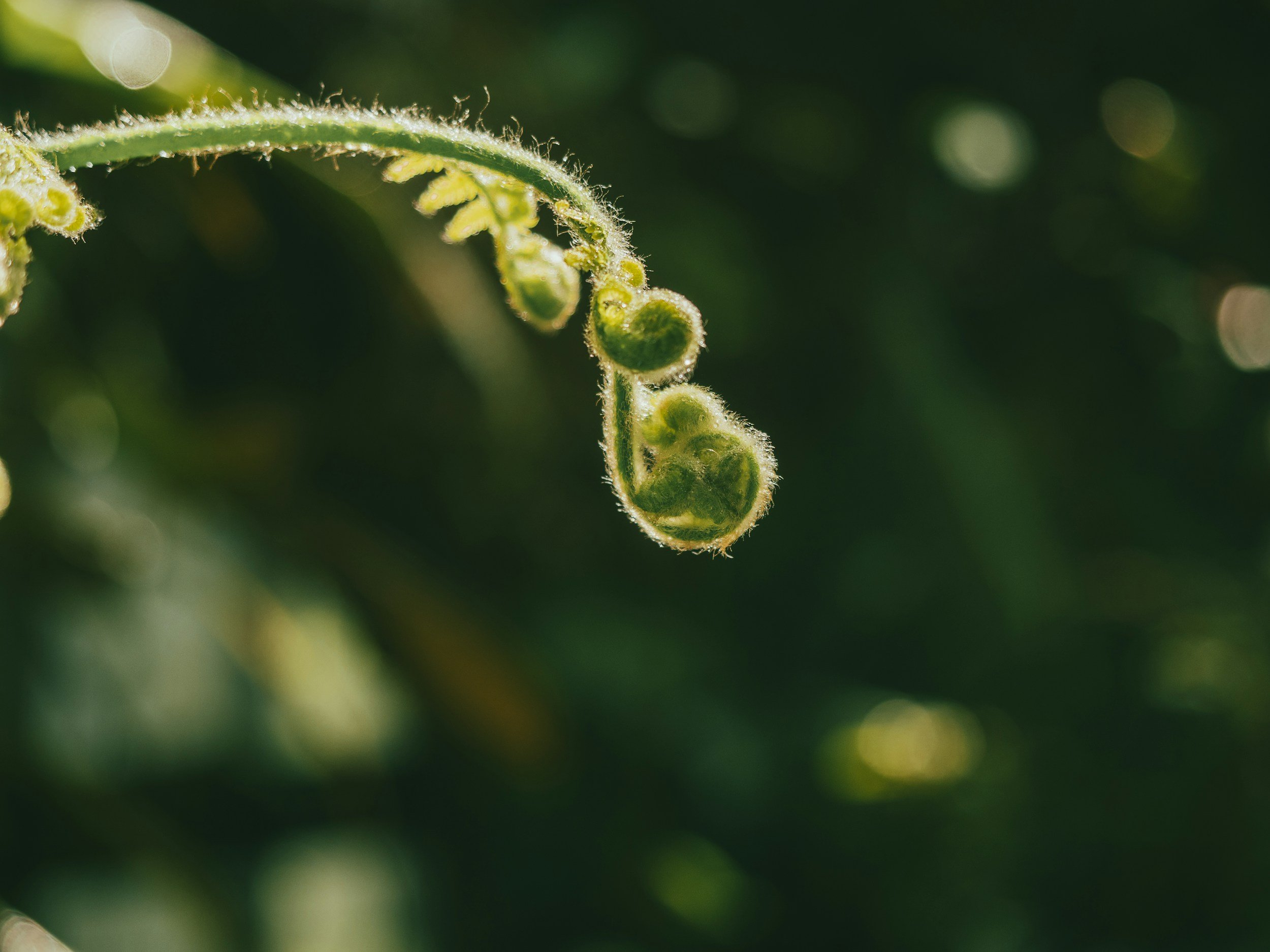 a fern unfurling creating a peaceful atmosphere