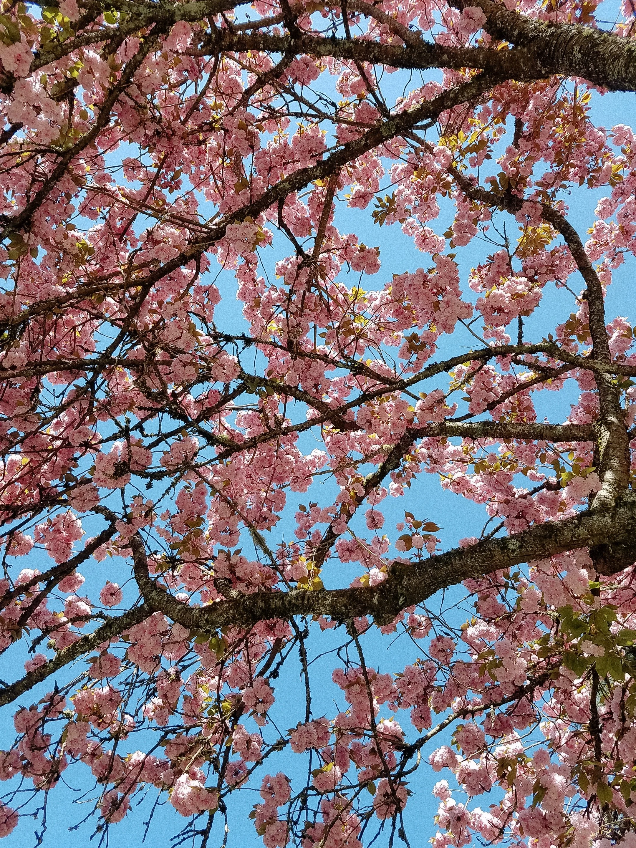 Cherry Blossoms, the harbinger of spring. Time to start looking for bud break in the vineyard!