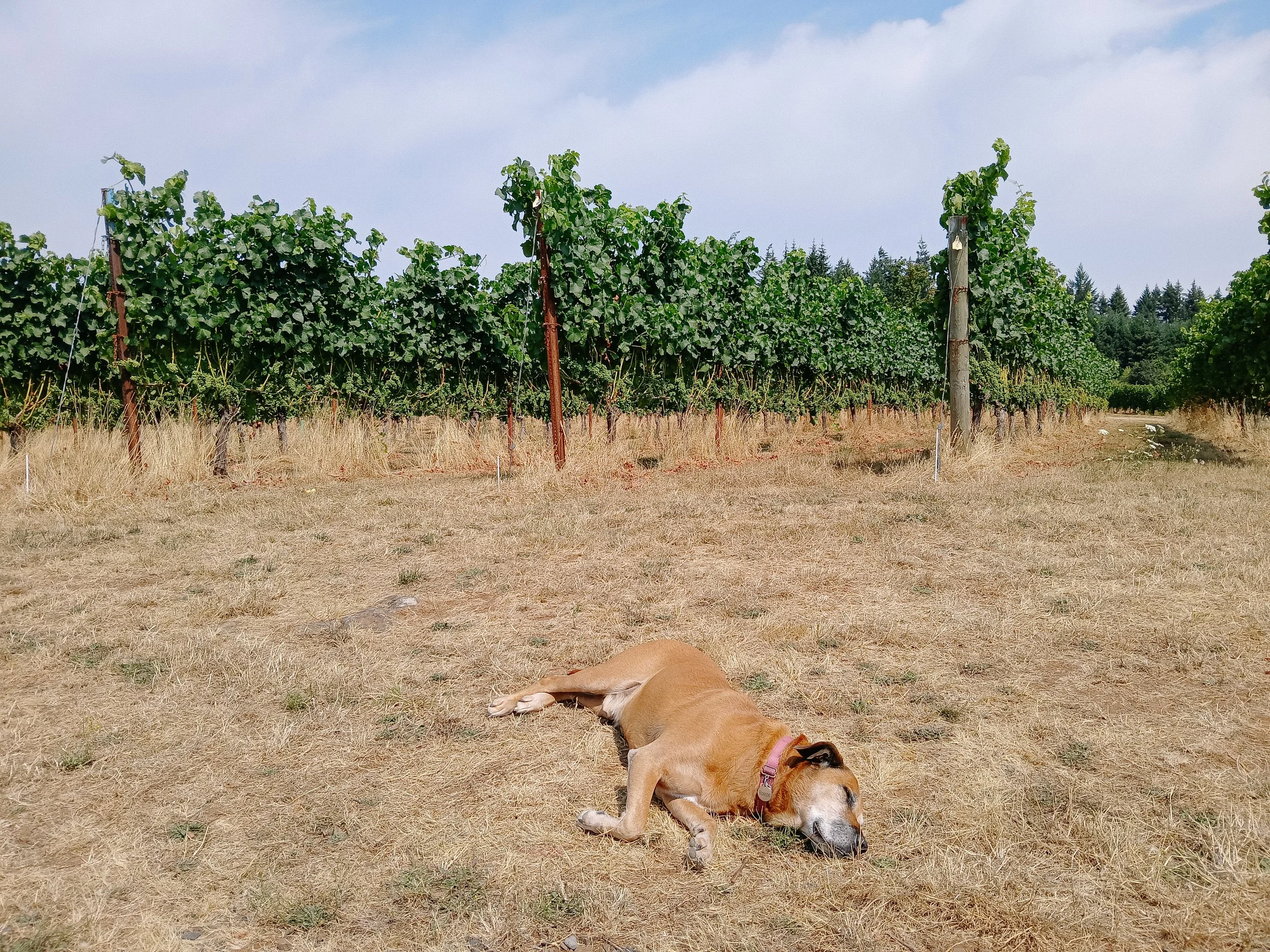 My faithful companion Roscoe, napping amongst the vines.