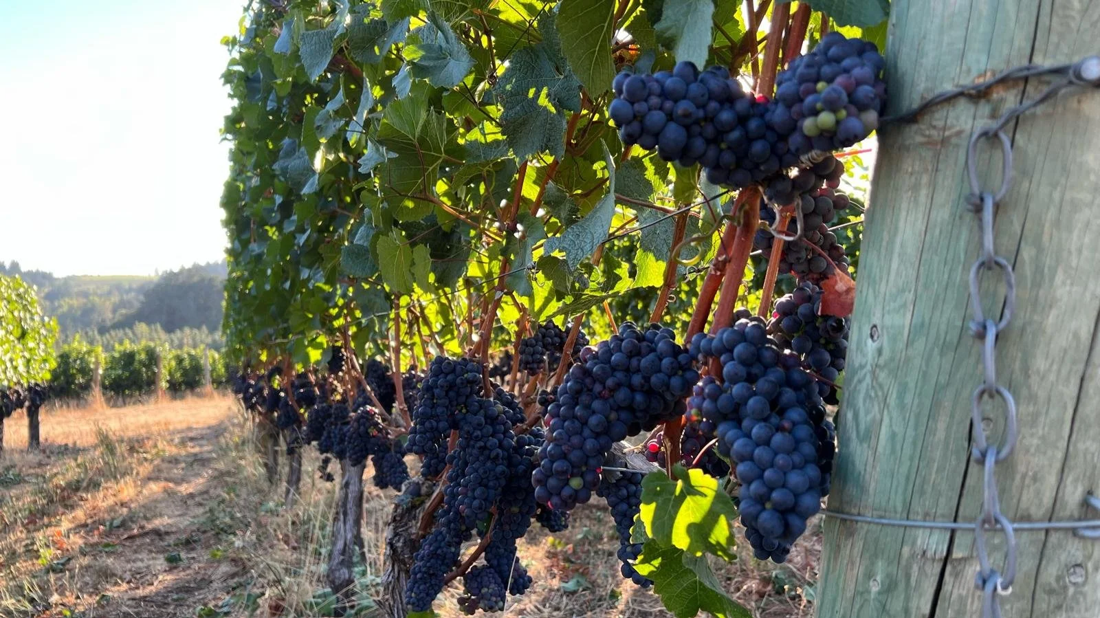 Close-up of ripe grapes hanging on vine in a vineyard with green leaves and wooden posts.