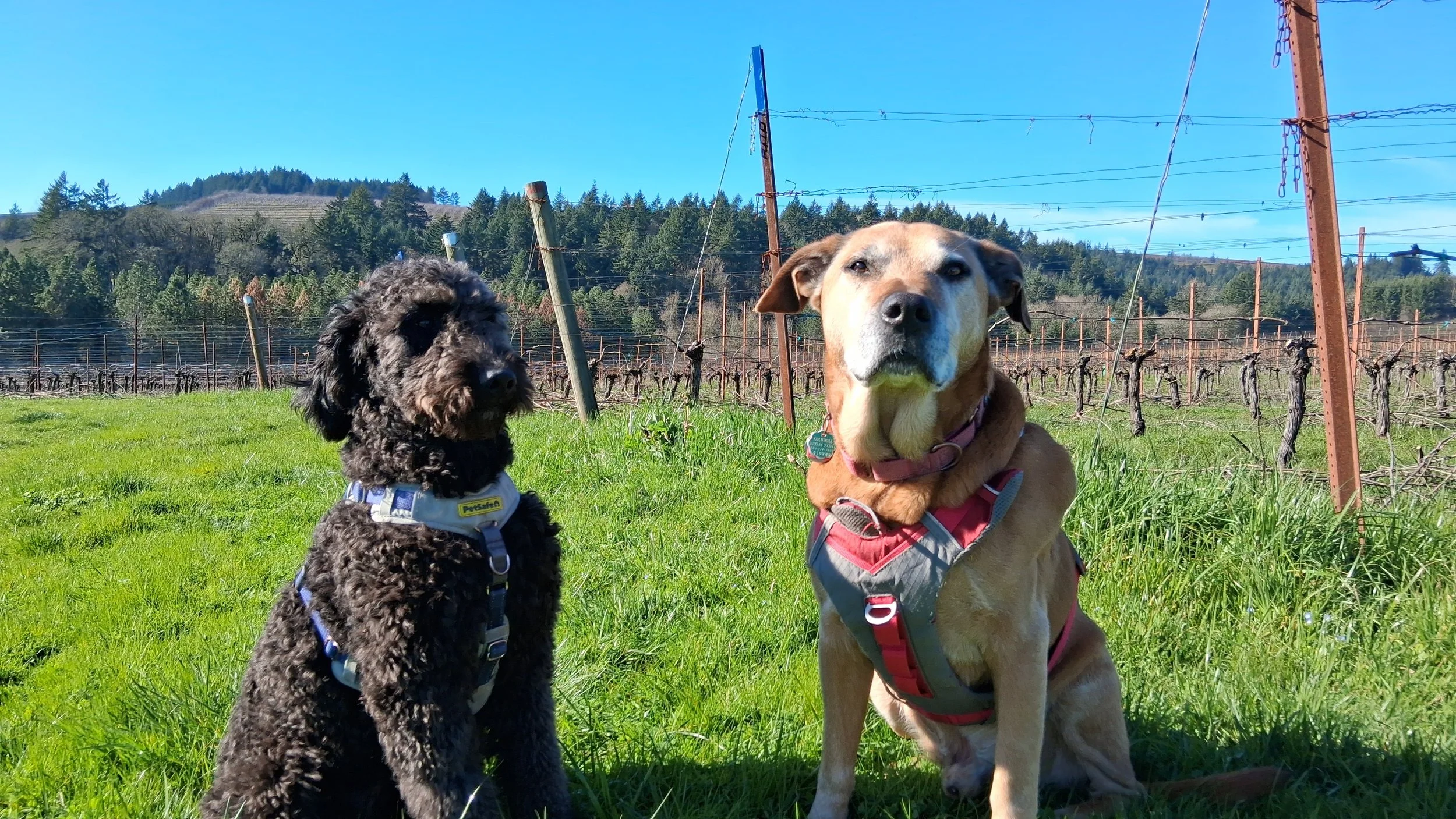 My faithful companions 