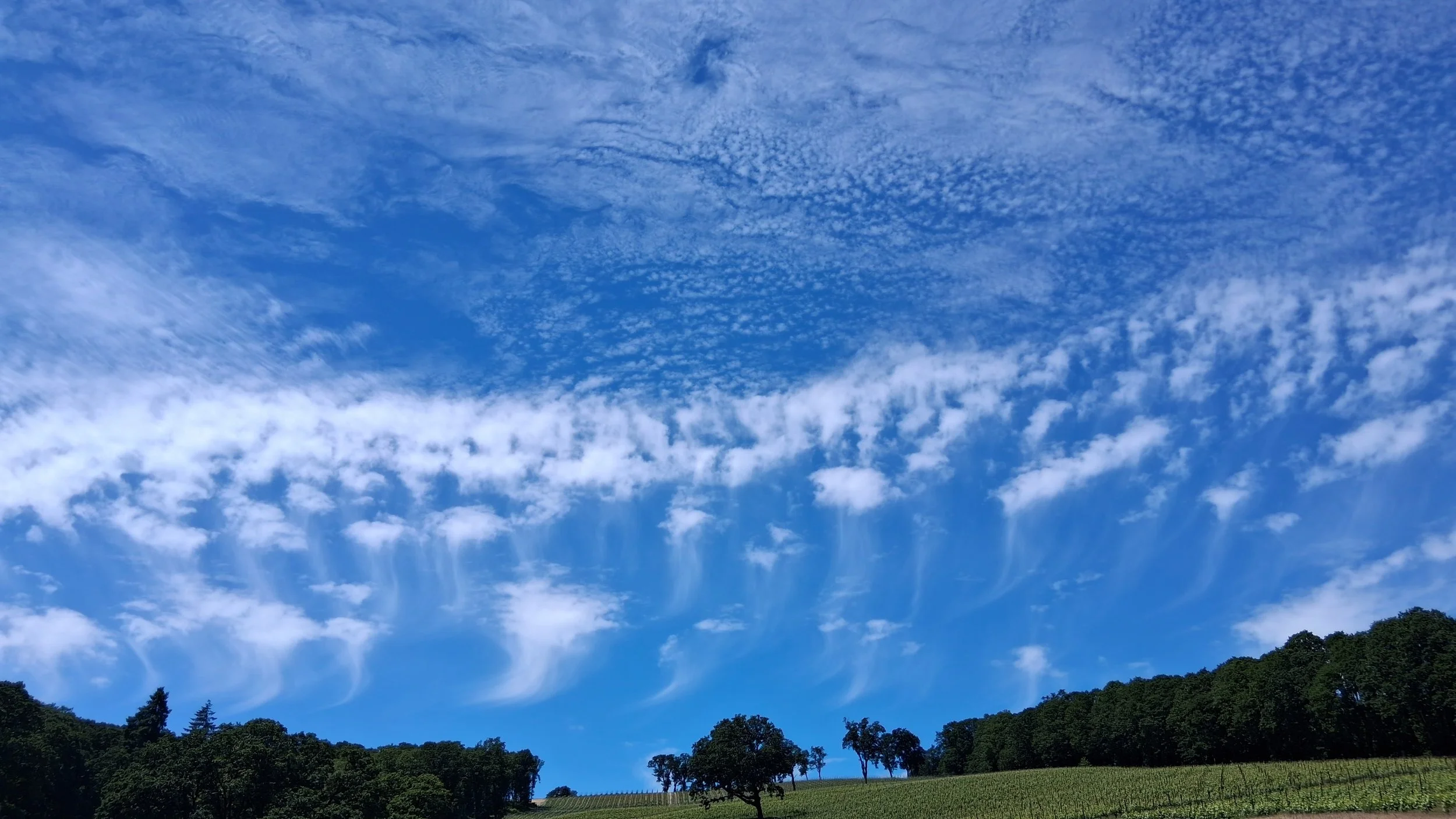 Wide view of a blue sky filled with white clouds above a green landscape with trees and grass.