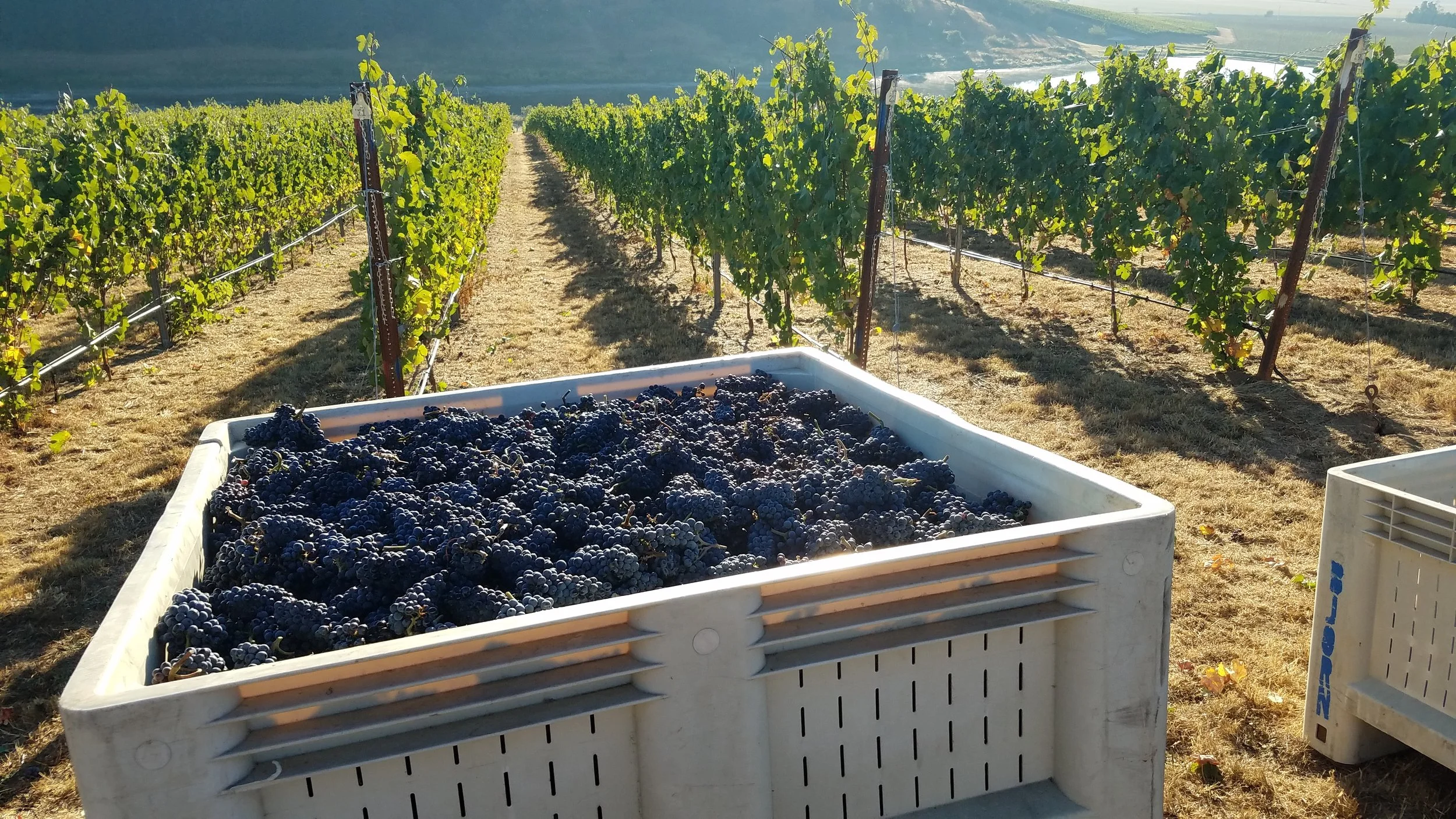 A large container of harvested dark grapes in a vineyard during daytime, with rows of grapevines stretching into the distance, under clear weather with sunlight.