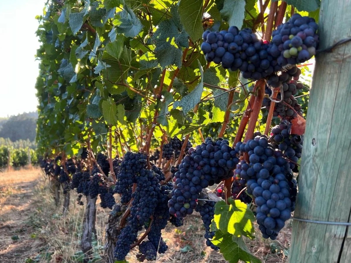 Purple Grapes on a vine with sun peaking through