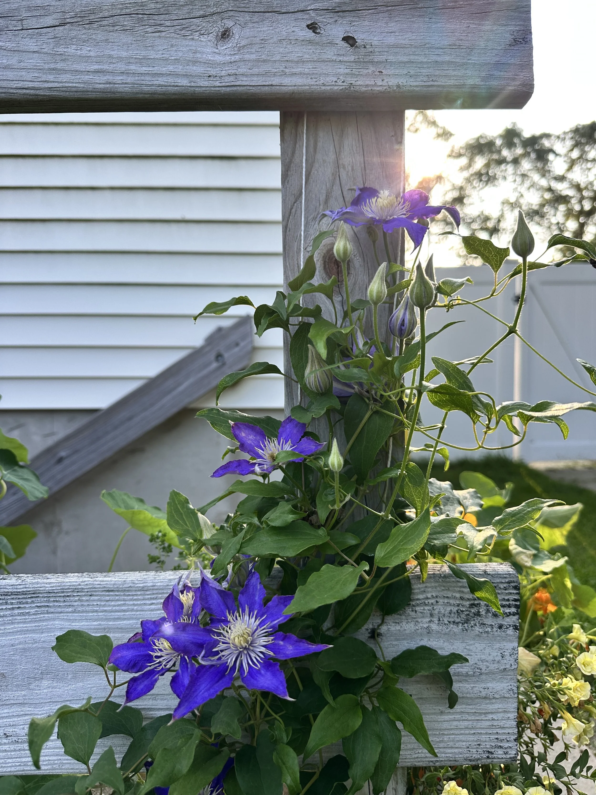 First-Year Trellised Clematis
