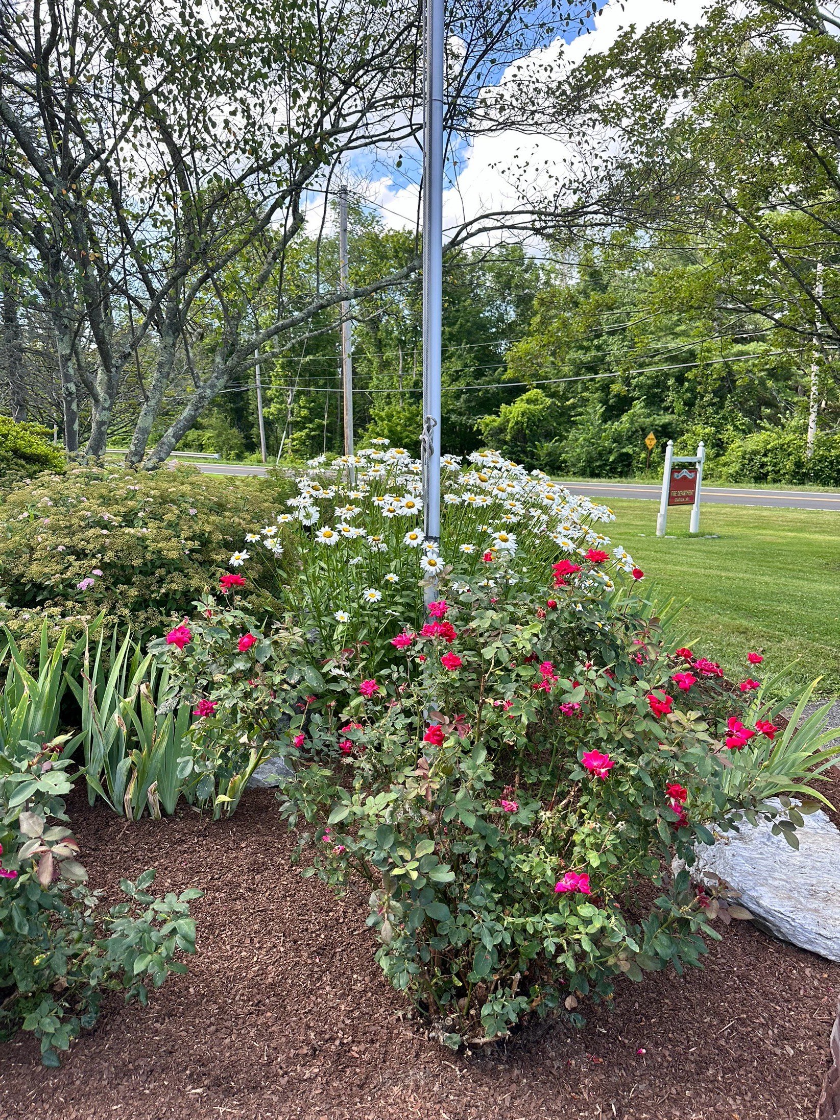 Roses and Shasta Daisy