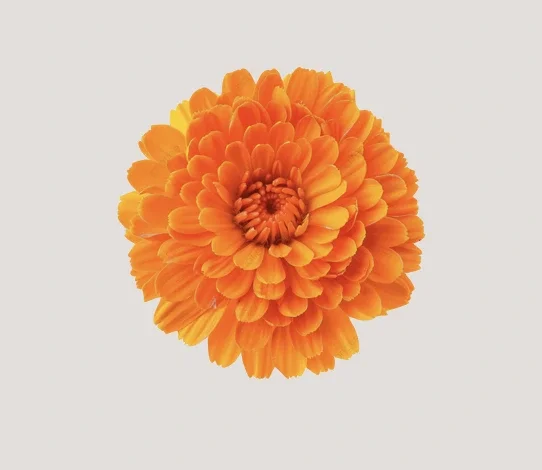 3-day Enwild Litha Solstice retreat