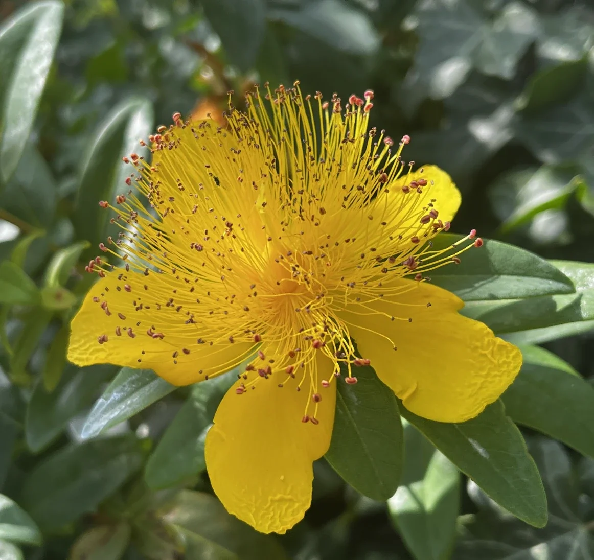 Enwild 3-Day Retreat ~ The Flower Moon