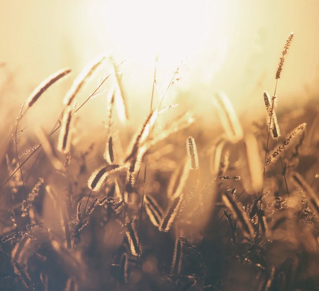 Enwild 3-Day Retreat ~ Lammas &amp; the Harvest