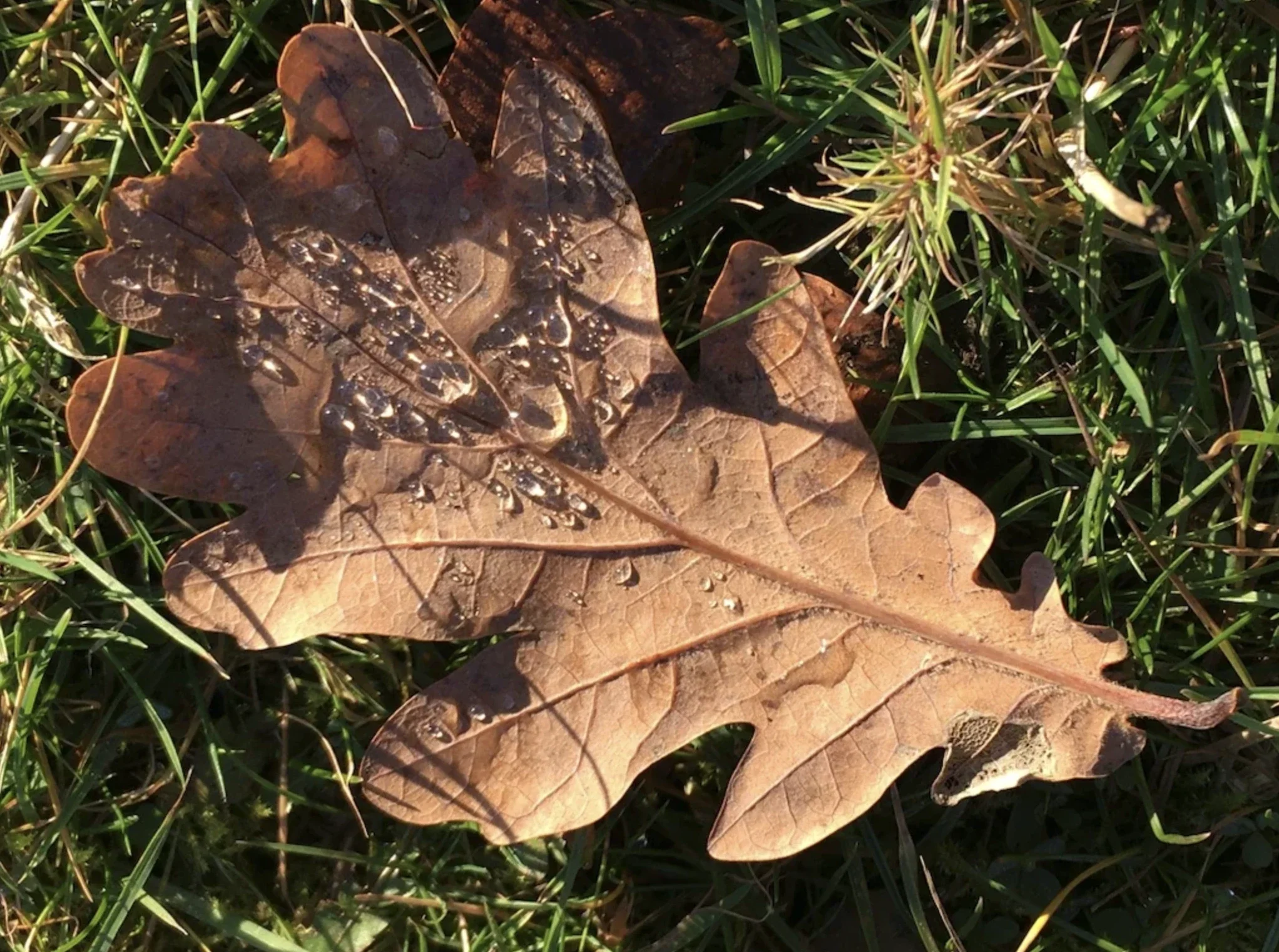 Enwild 3-Day Retreat ~ Mabon &amp; the Autumn Equinox