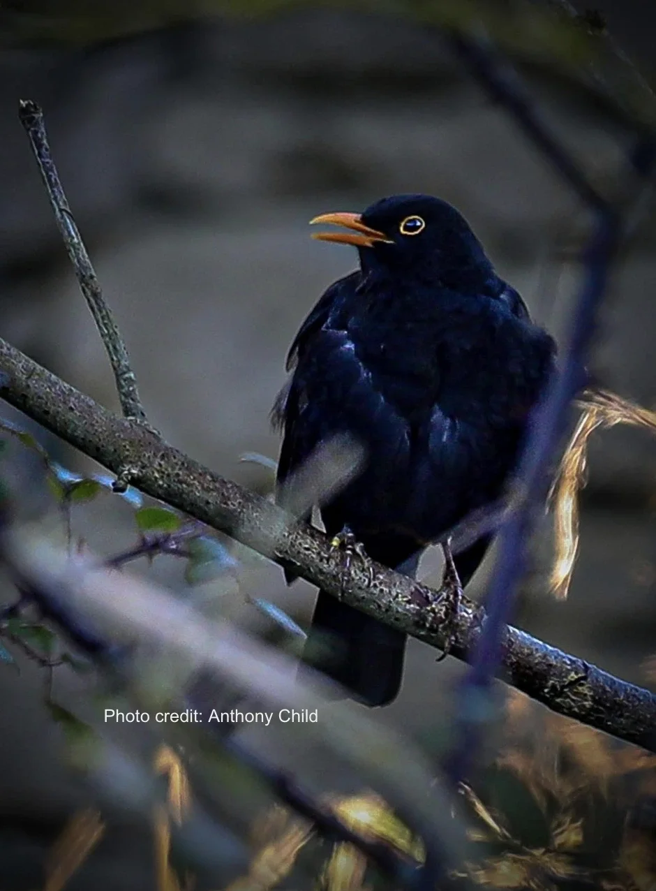 enwild retreat dawn chorus.webp