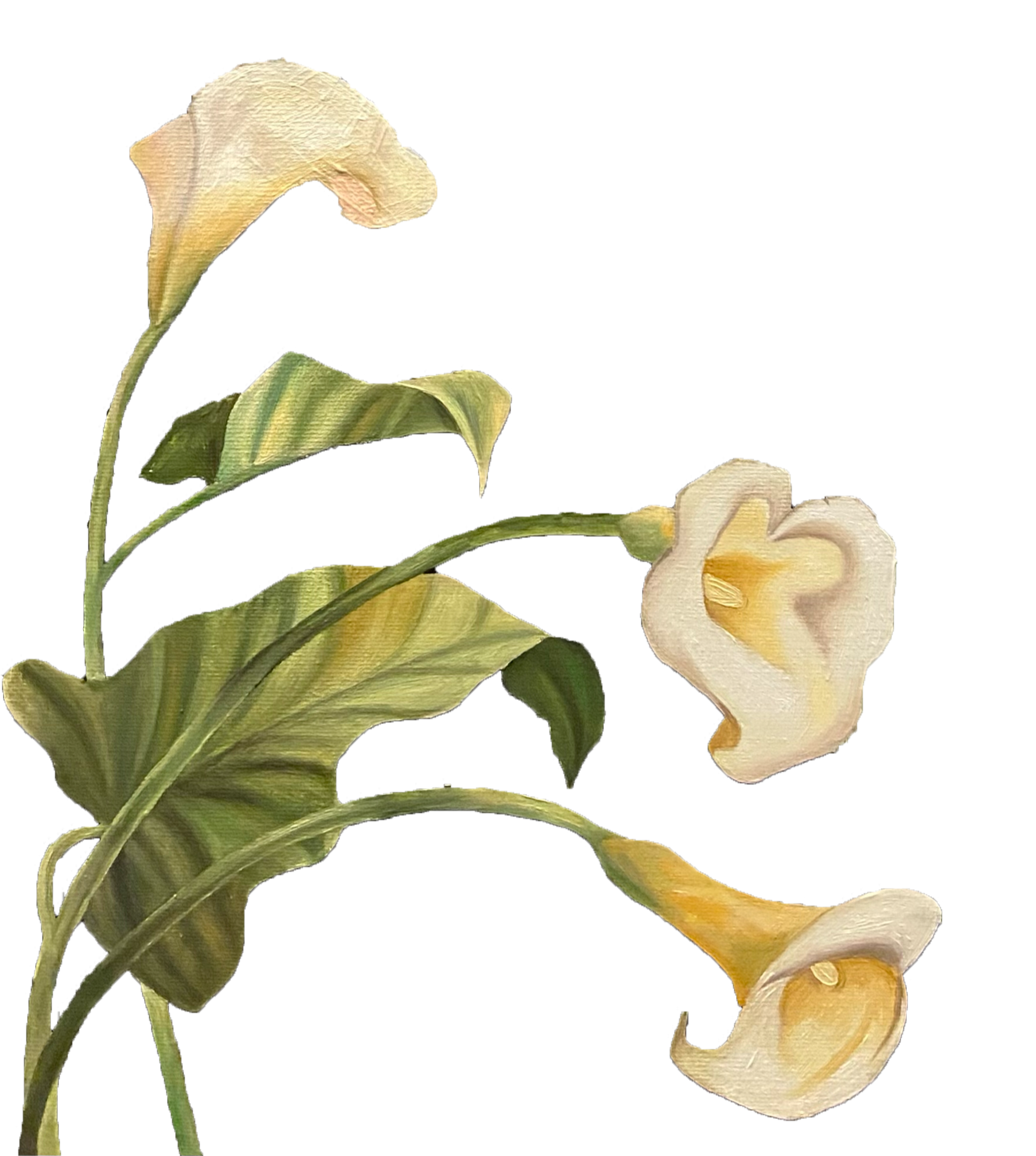 Illustration of three calla lily flowers with green leaves, some buds, and their characteristic trumpet-shaped blooms.