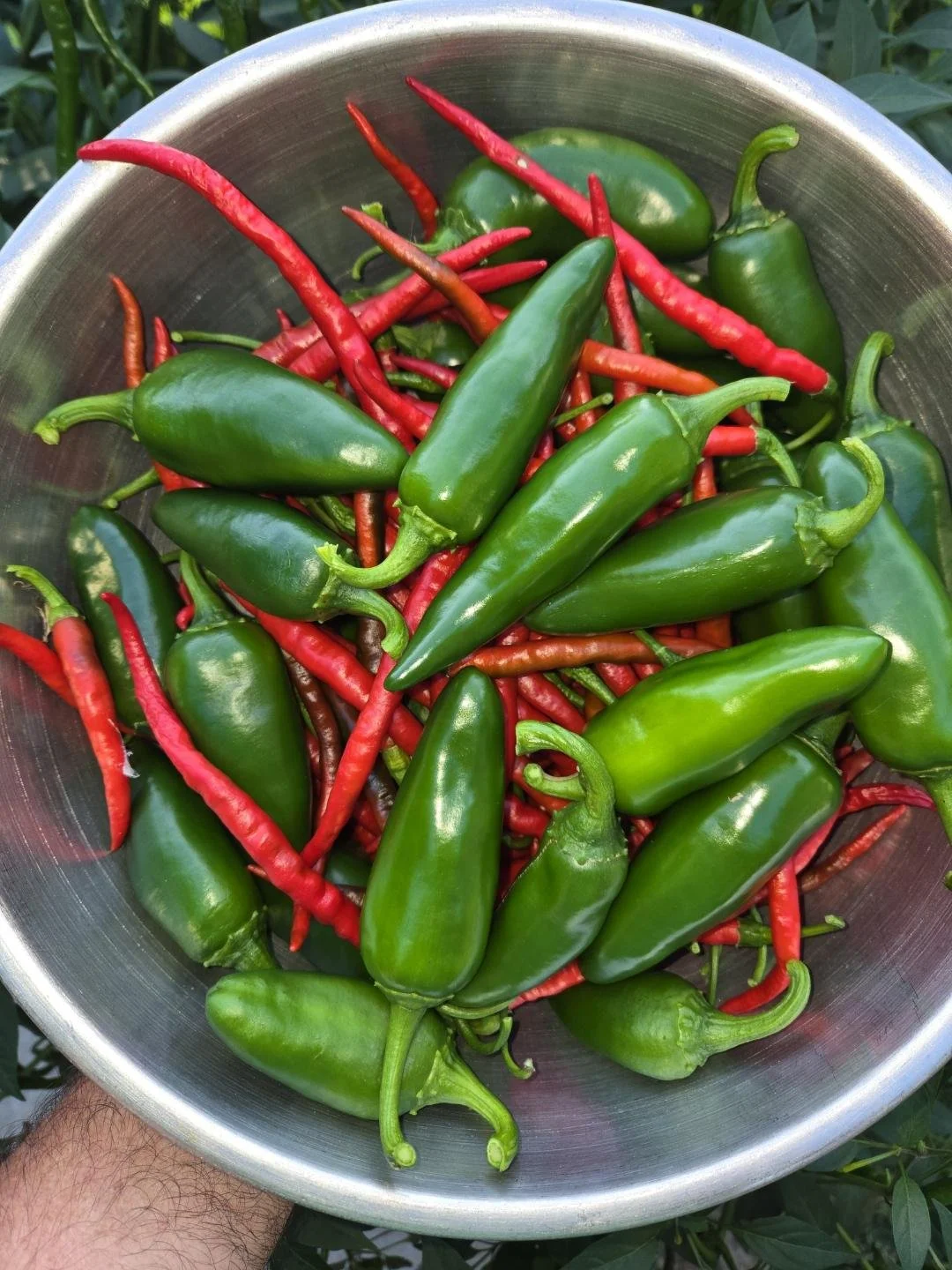 Hand picked from our garden Cayenne Jalapeno.jpeg