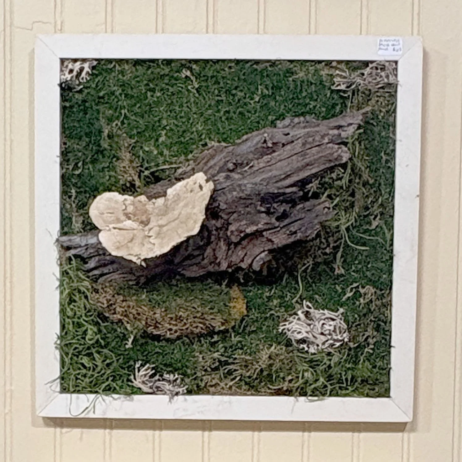 Preserved Moss Panel by Crazy Plant Lovee