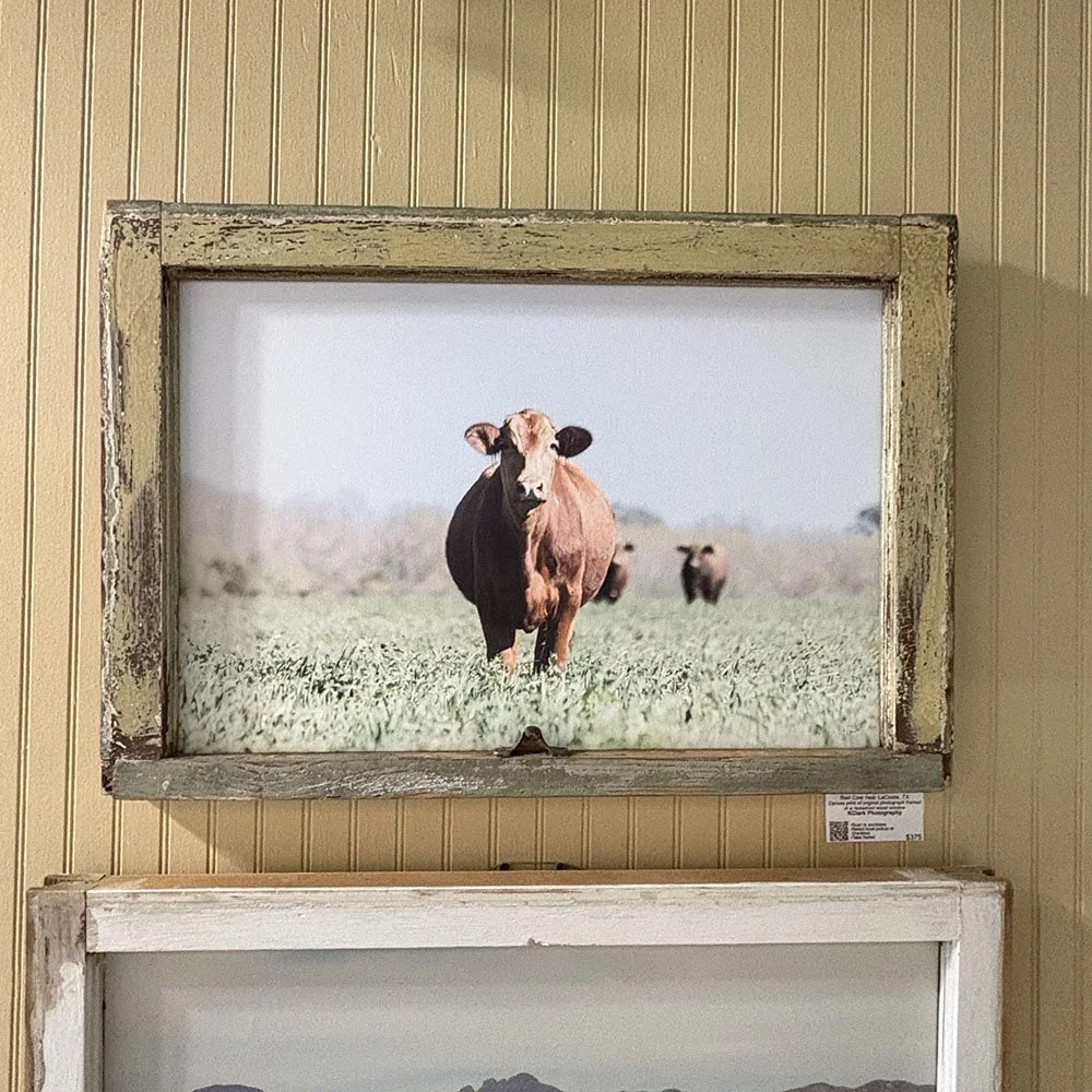 Red Cow by KClark Photography