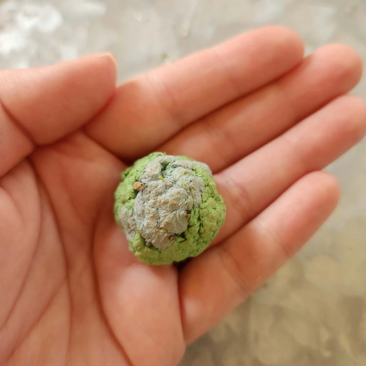 earth day seed bomb.jpg