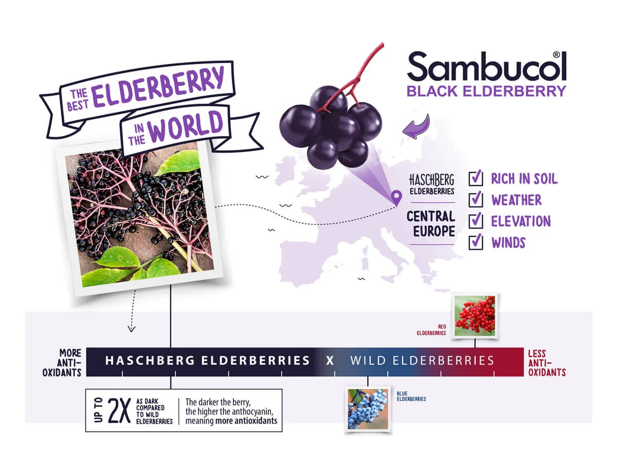 Infographic about black elderberry, showing its benefits, growing conditions, and comparison to wild elderberries.