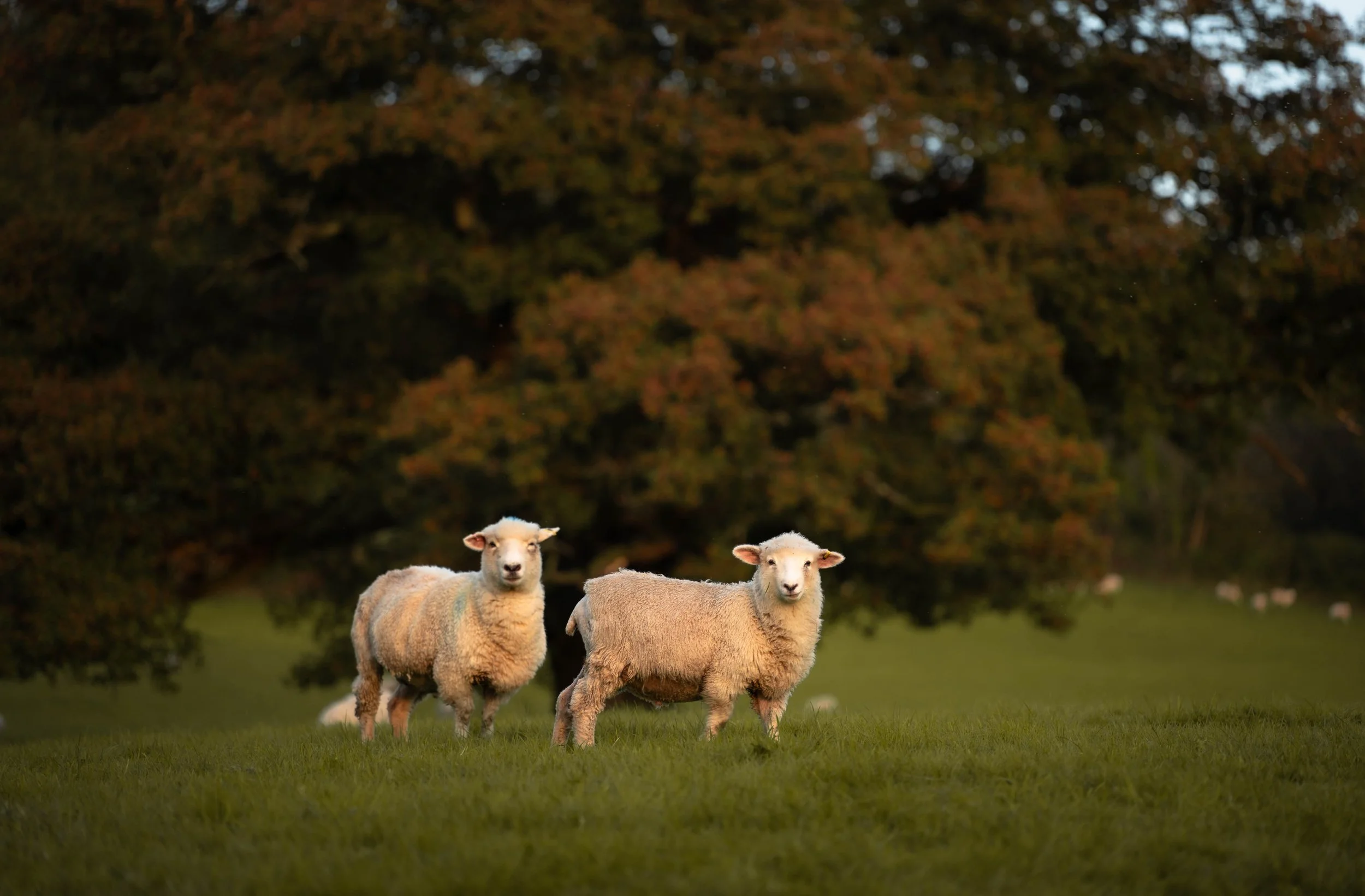 How to Take a Neuro-Inclusive Coaching Approach at Work 