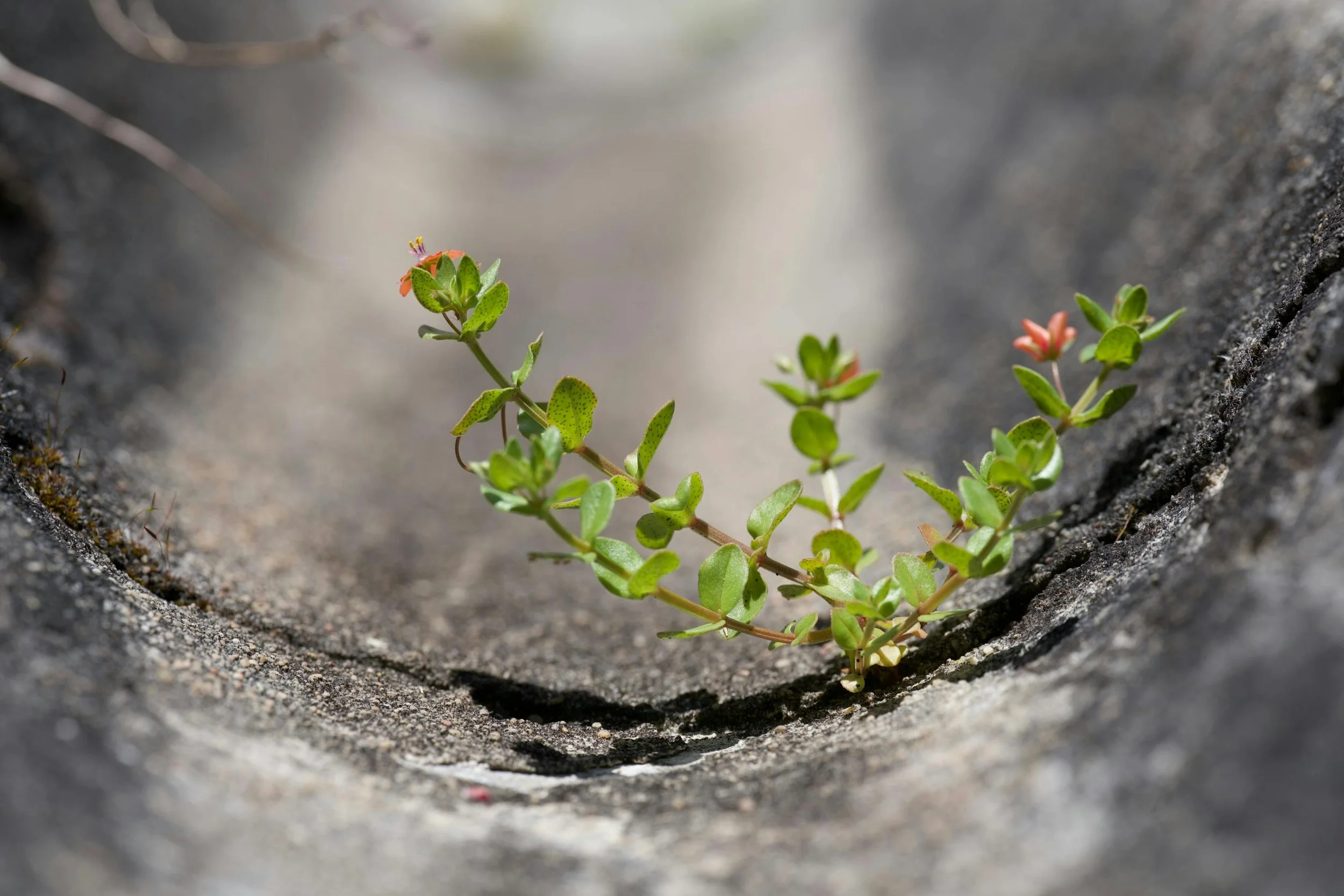 Case Study: Why nervous system flexibility is the real key to unlocking leadership resilience