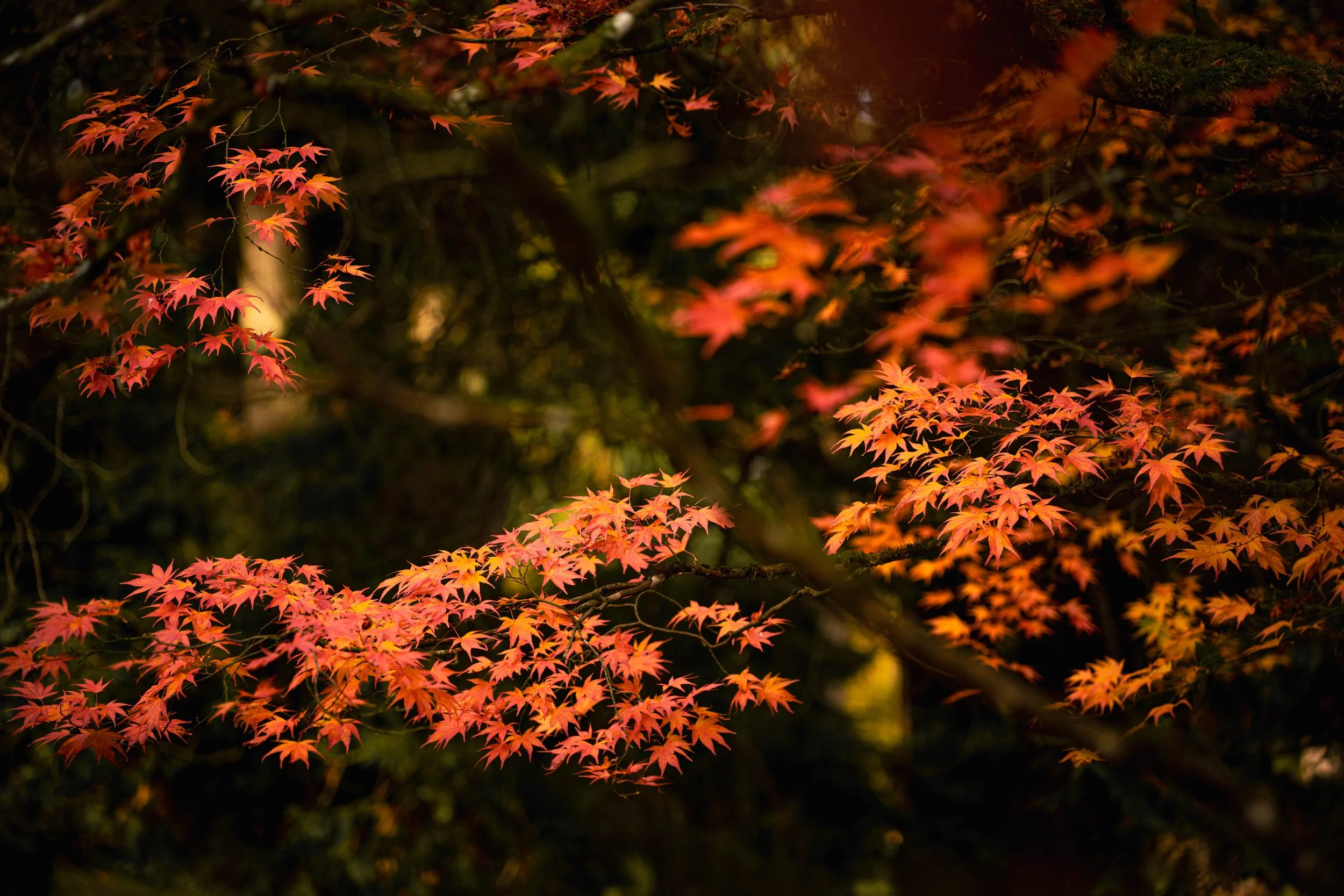 Pendulation and Allowing Practice