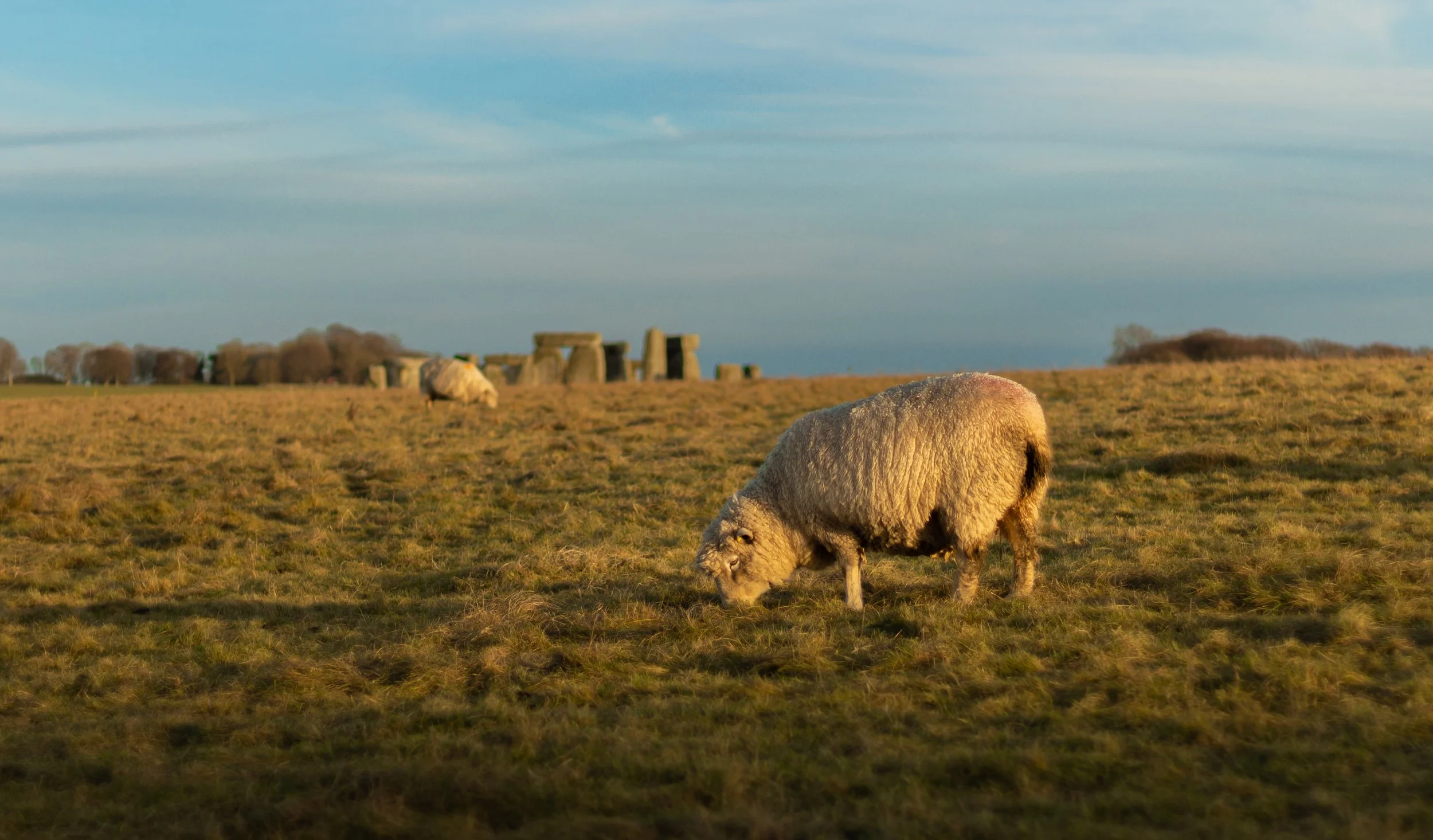 Sheep in front of Stonehenge stones