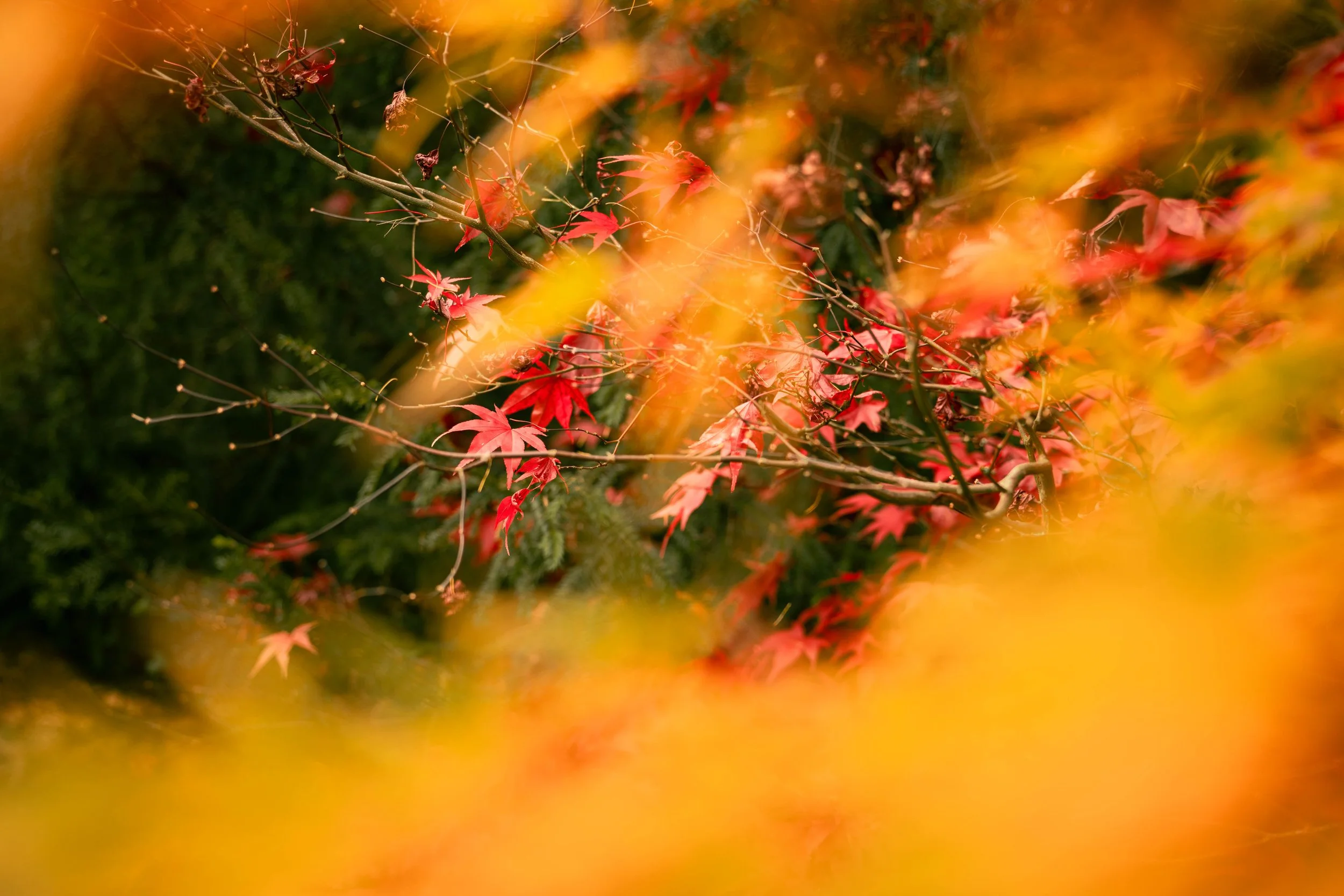 Autumnal orange and red maple leaves