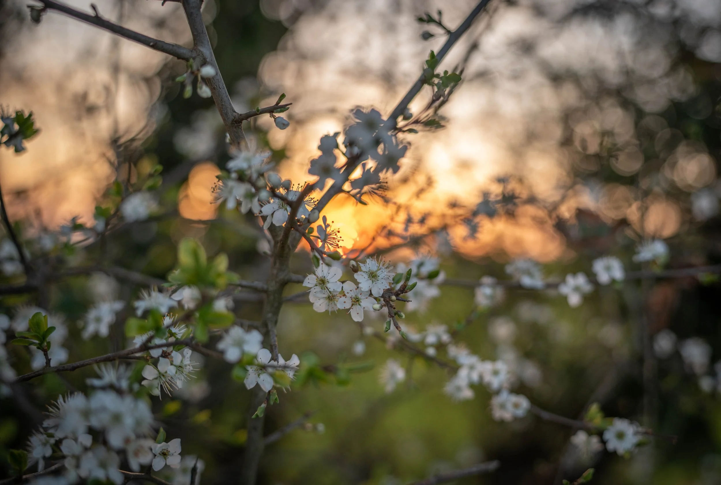 Starlight NSDR Practice