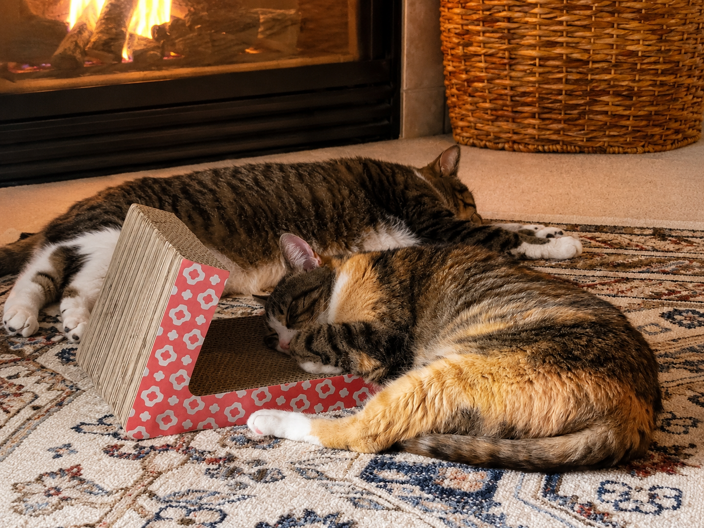 Two cats curled up together beside a fireplace