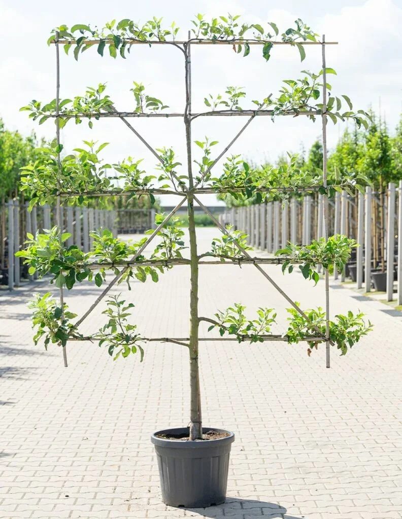 LEIFRUIT - APPEL - TE LAAT - AL GEADOPTEERD