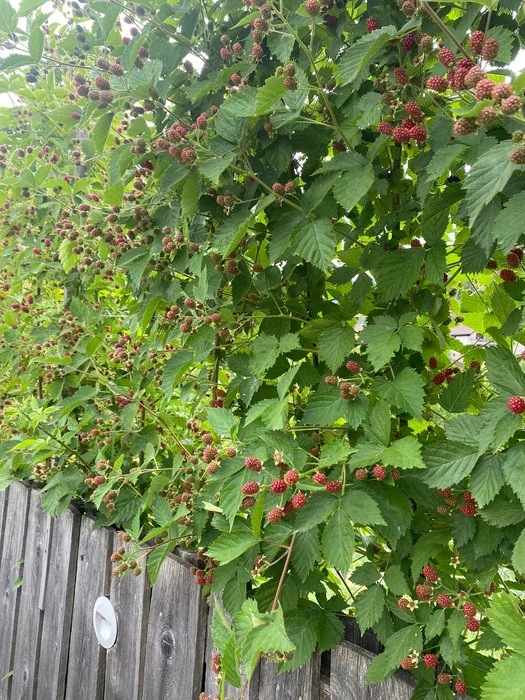 DOORNLOZE BRAAM - 18€