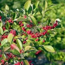 ARONIA - 18€